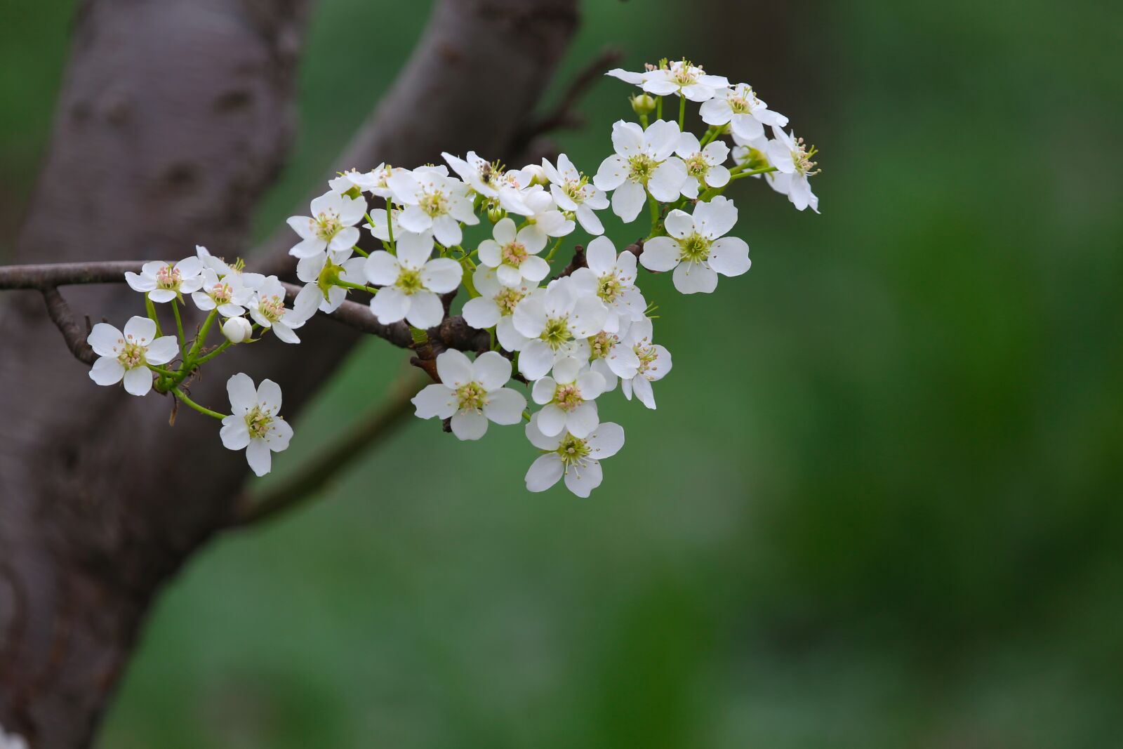 Canon EF 100-400mm F4.5-5.6L IS USM sample photo. Pear flower, this phone photography