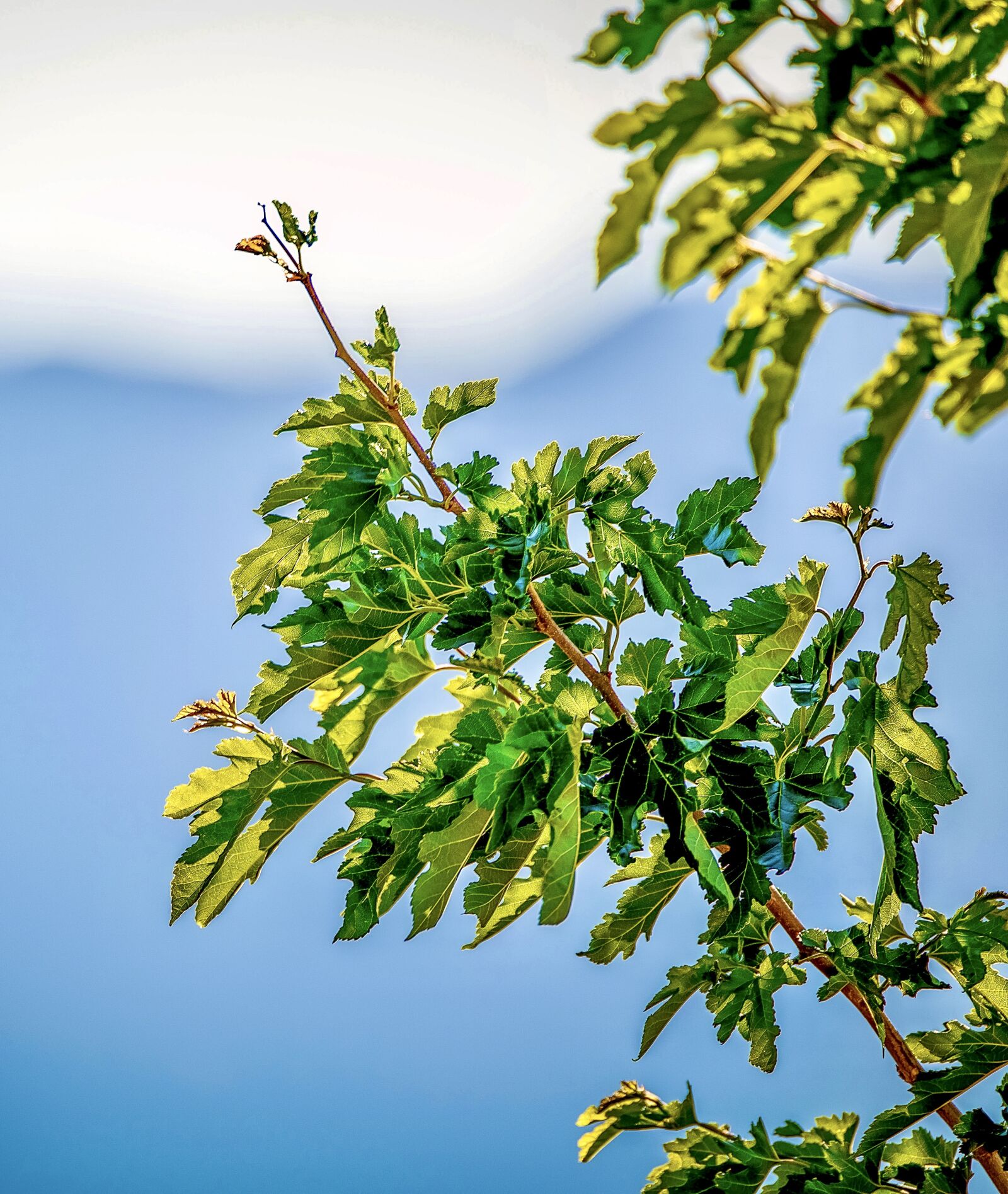 Tamron SP 150-600mm F5-6.3 Di VC USD sample photo. Nature, tree, leaves photography