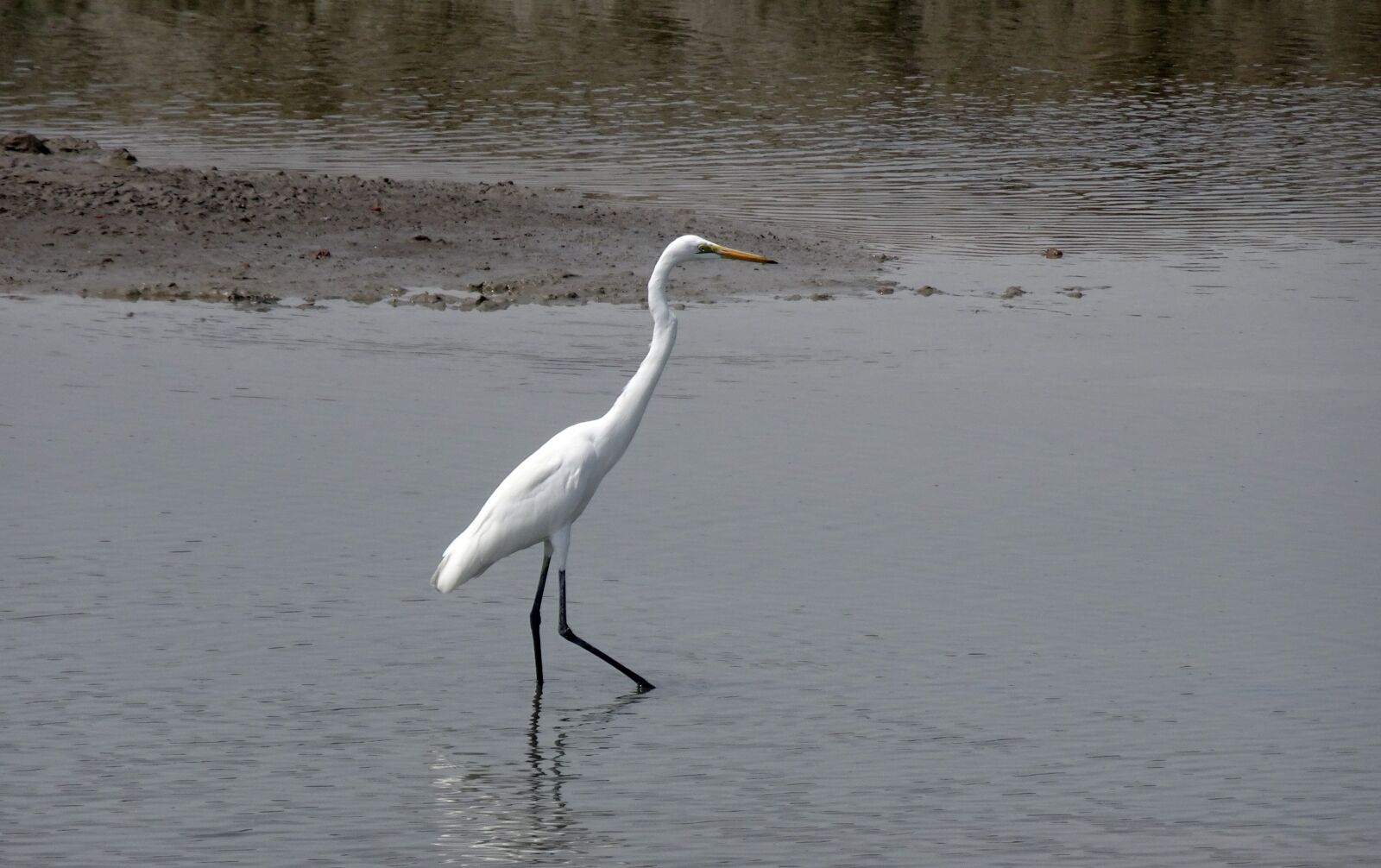 Sony Cyber-shot DSC-HX90V sample photo. Great egret, ardea alba photography