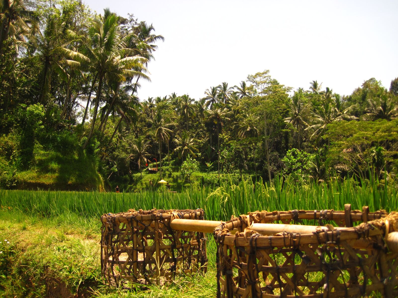 Canon PowerShot D10 sample photo. Nature, green, bali photography