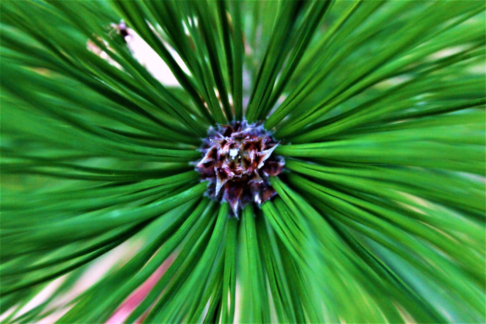 Canon EOS 1100D (EOS Rebel T3 / EOS Kiss X50) sample photo. Green, brown, pine photography