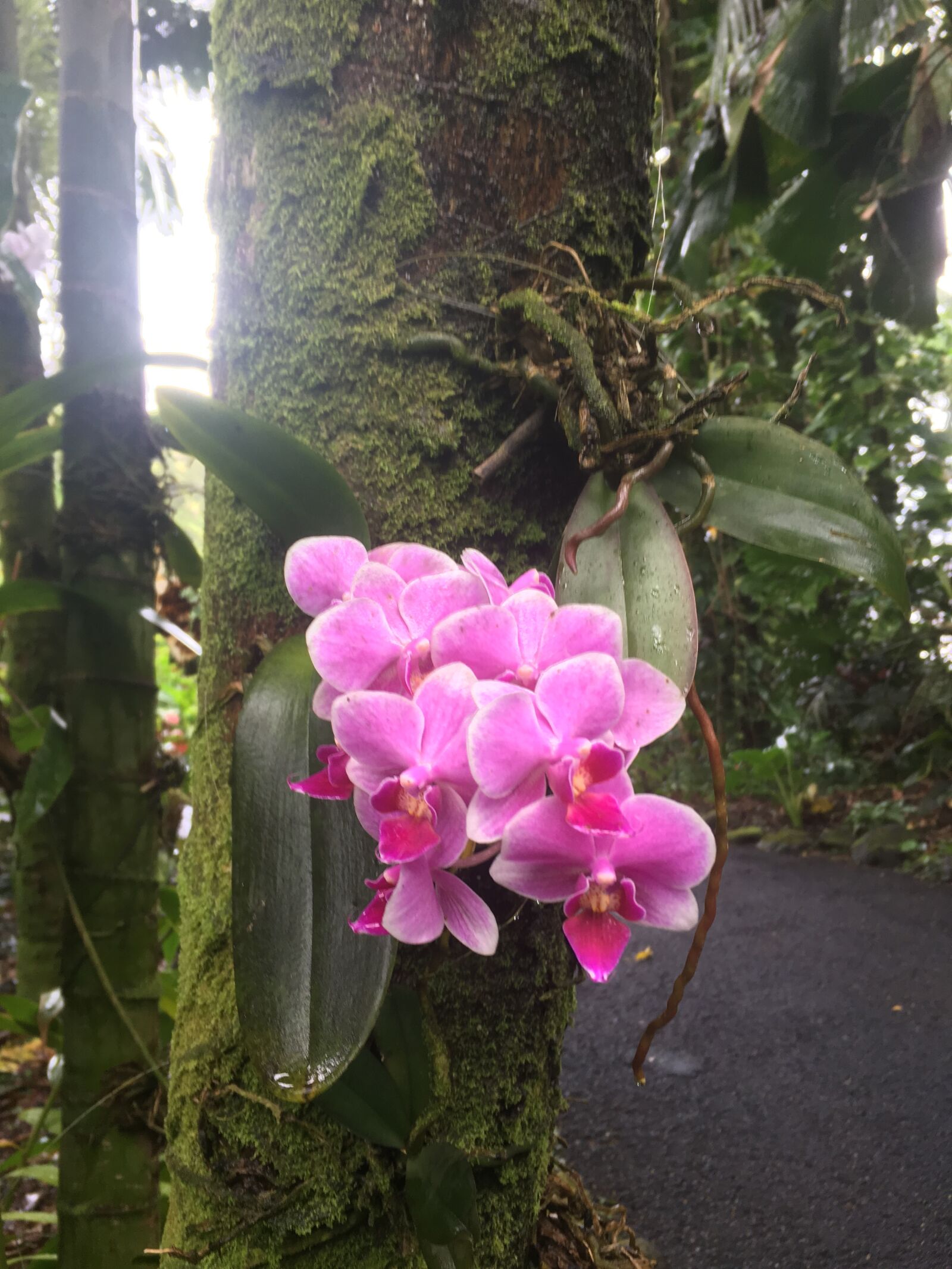 iPhone SE back camera 4.15mm f/2.2 sample photo. Orchid, flower, nature photography