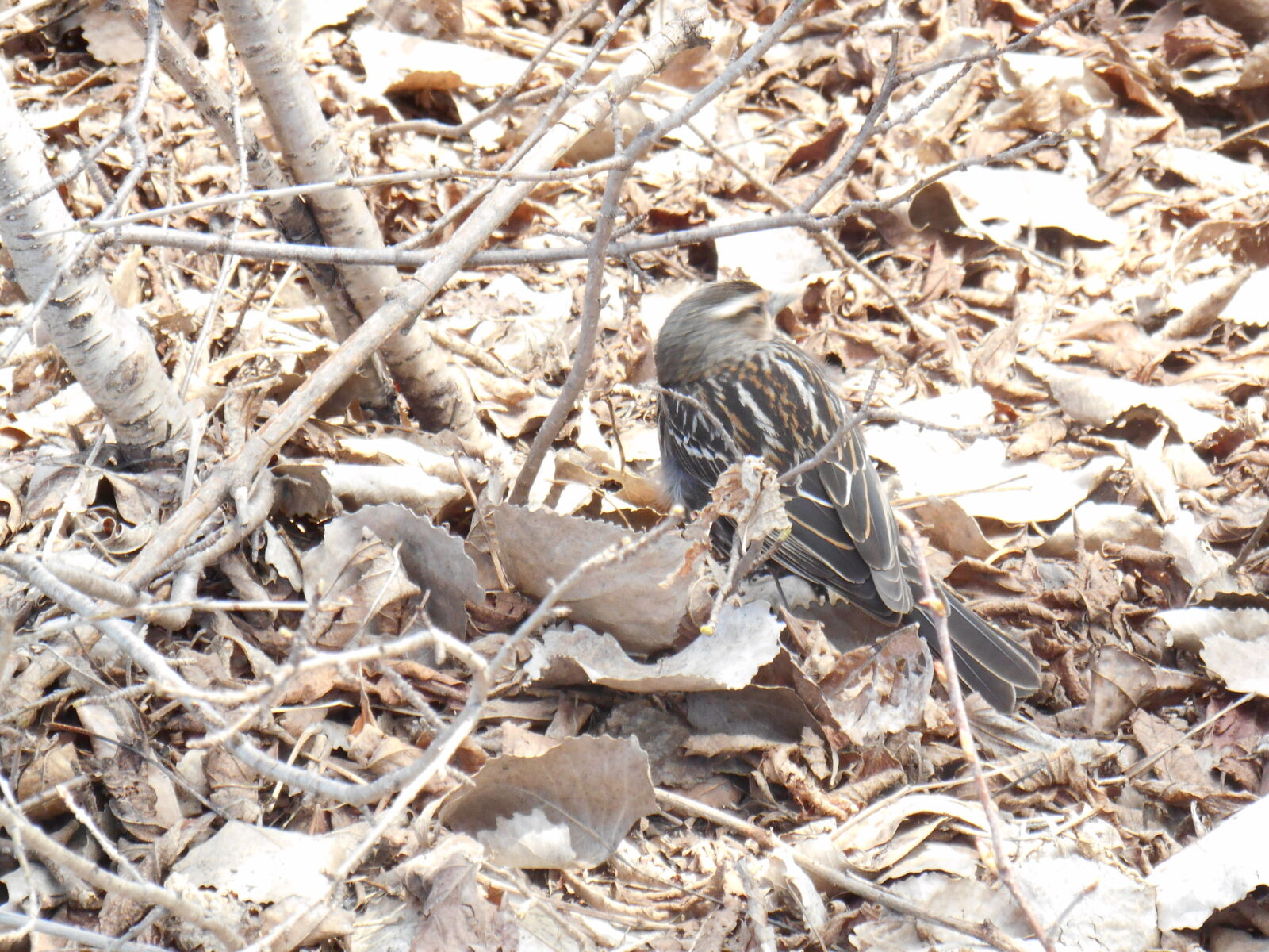 Nikon Coolpix S3500 sample photo. Foret, oiseau photography