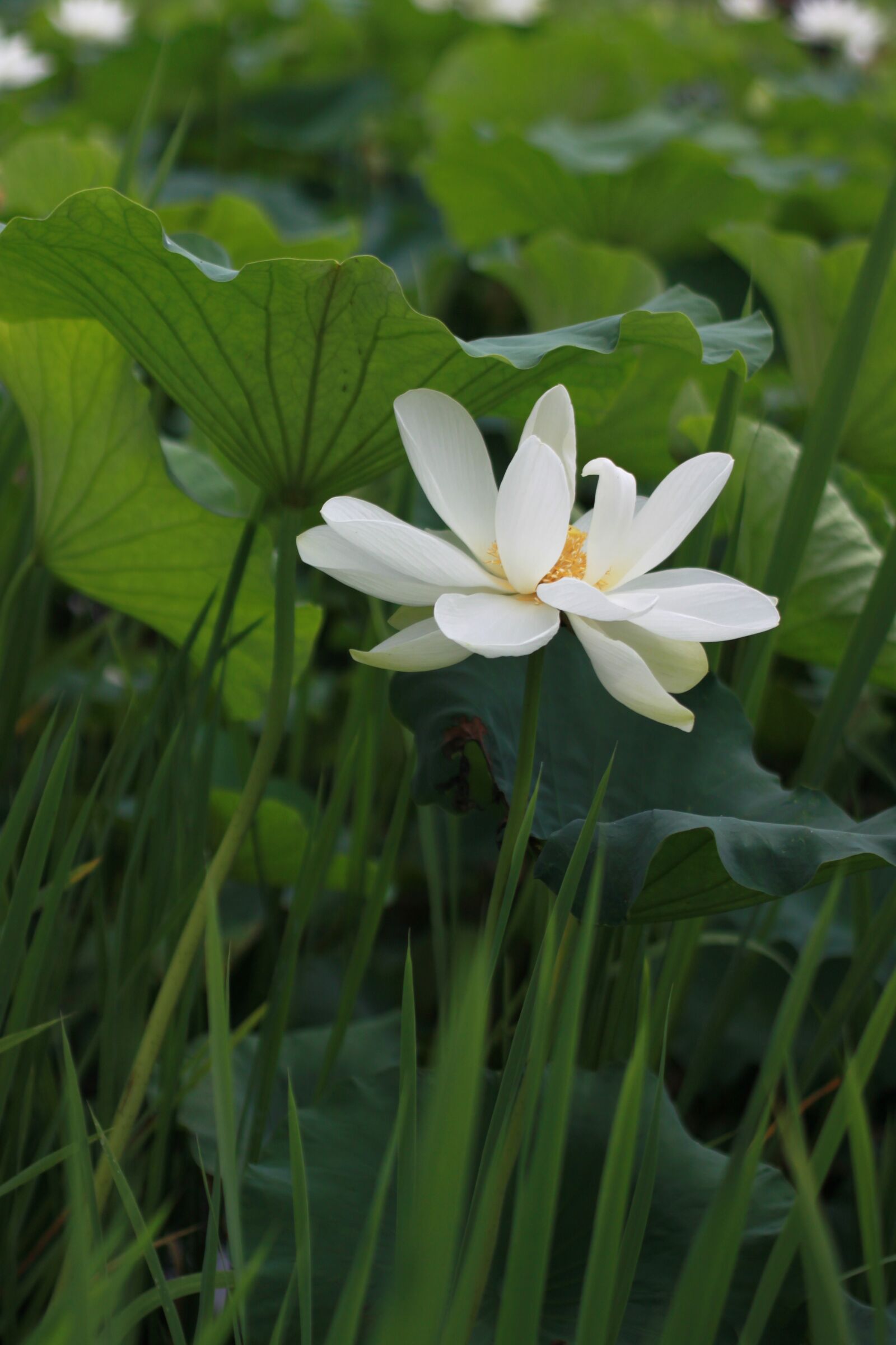 Canon EOS 500D (EOS Rebel T1i / EOS Kiss X3) sample photo. Kite, lotus, water lilies photography