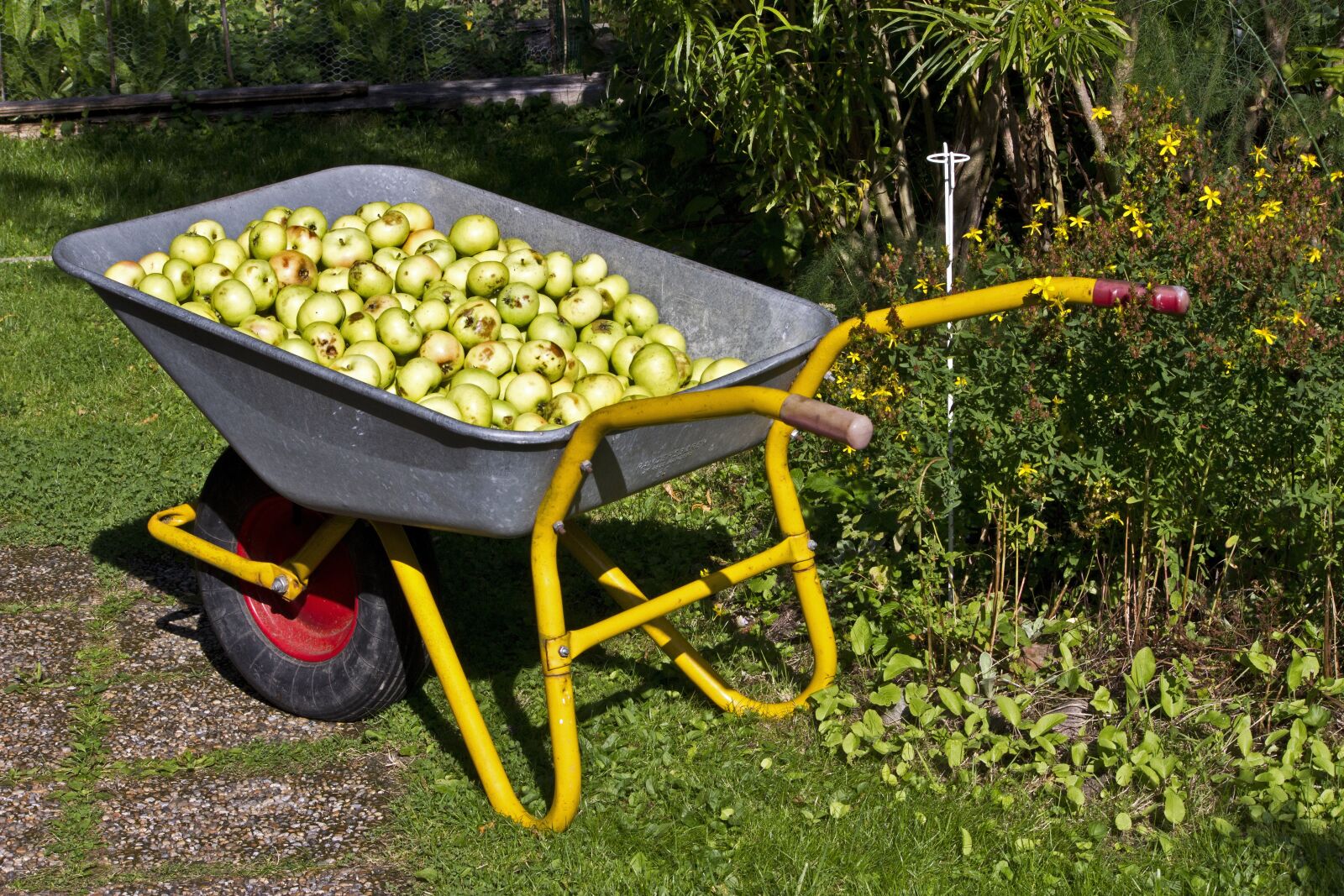 Canon EF-S 55-250mm F4-5.6 IS II sample photo. Garden fruit, apples, autumn photography