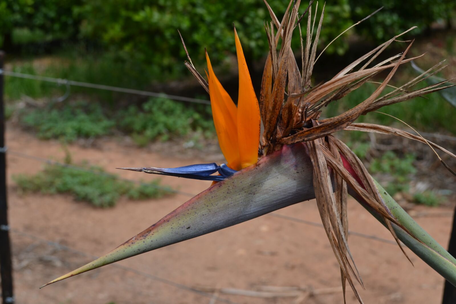 Nikon D3100 sample photo. Strelizia, south africa, flower photography