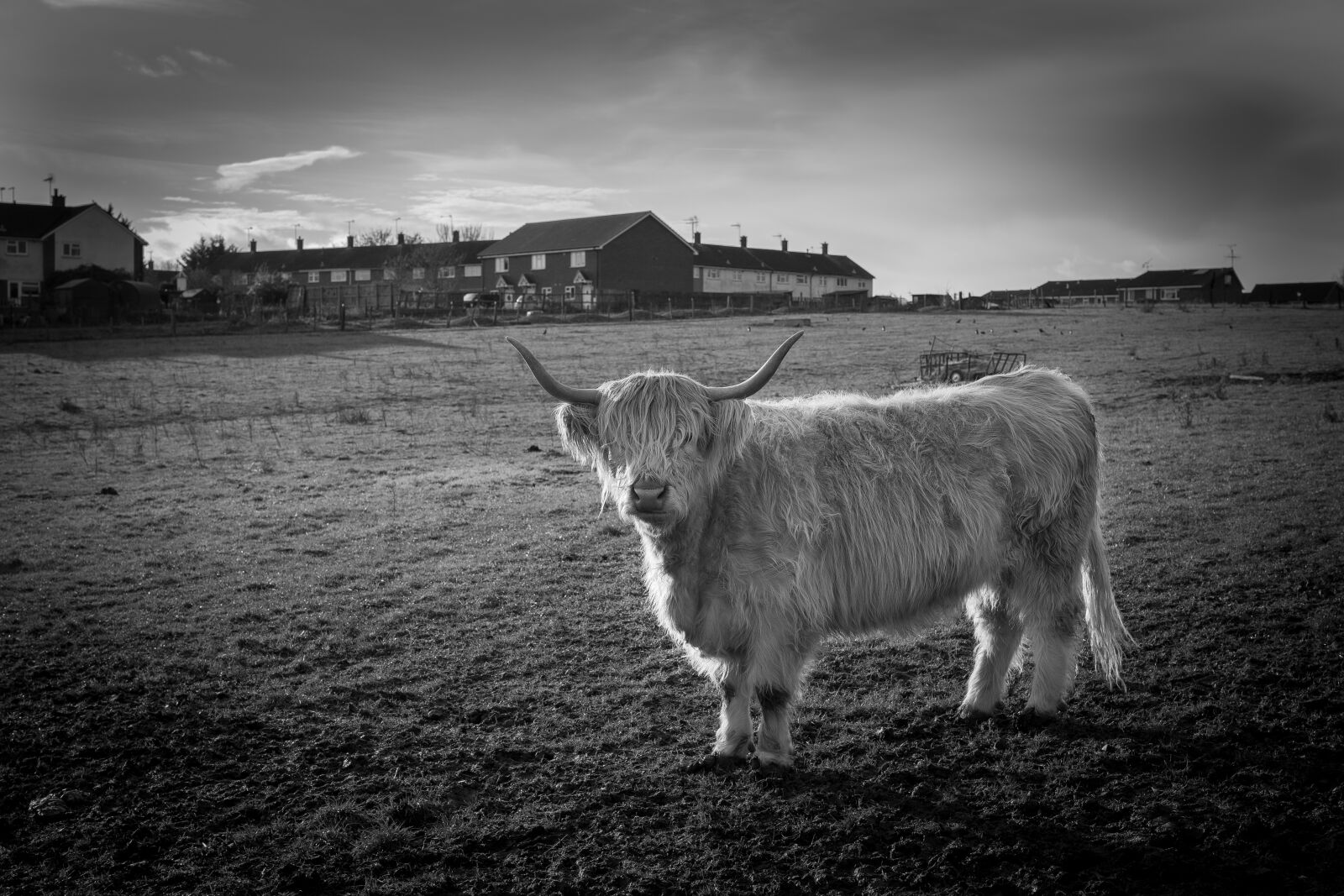 Sigma 50mm F1.4 EX DG HSM sample photo. Horse, on, farm, against photography