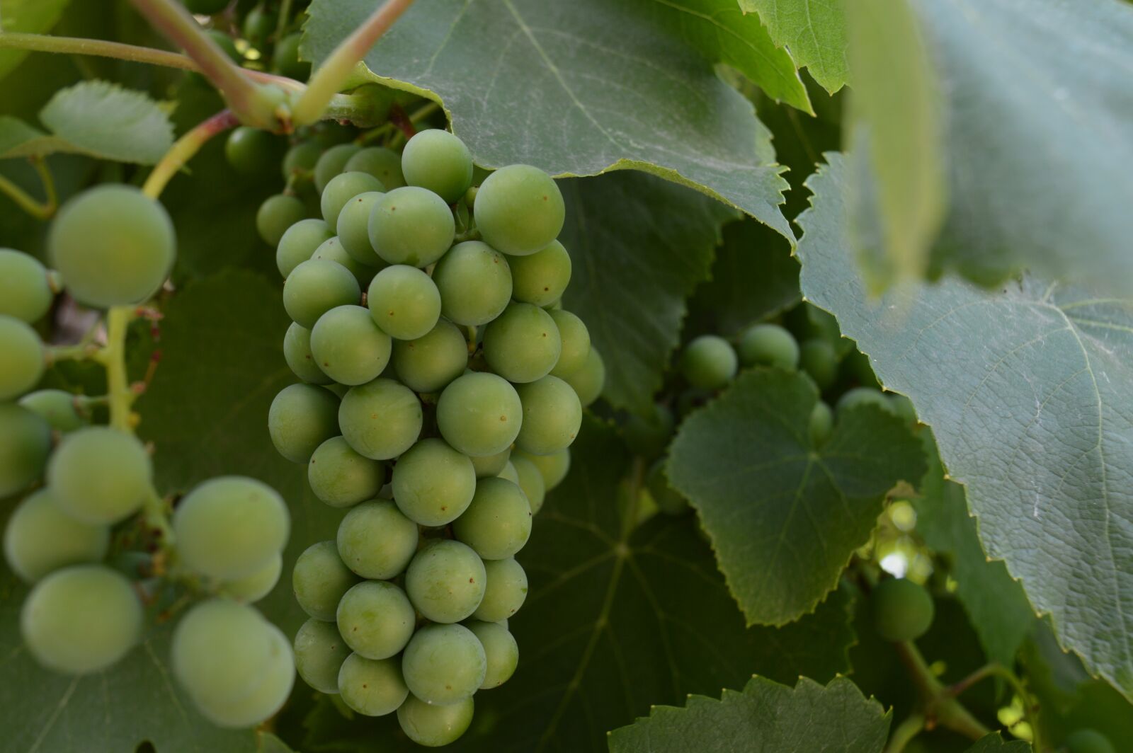 Nikon D3200 sample photo. Grapes, unripe grapes, a photography