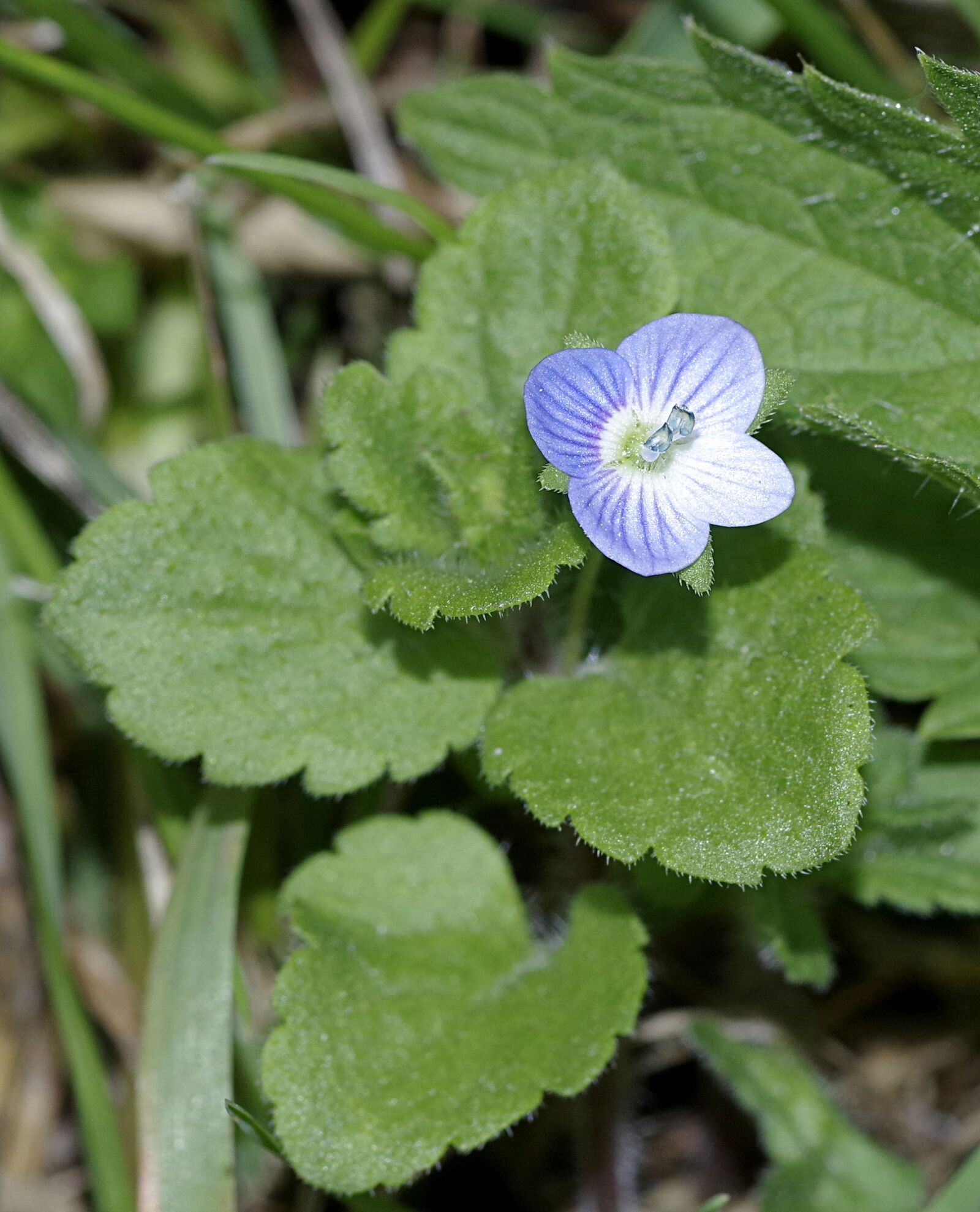 Pentax K-S2 sample photo. Flower, forget, blue photography