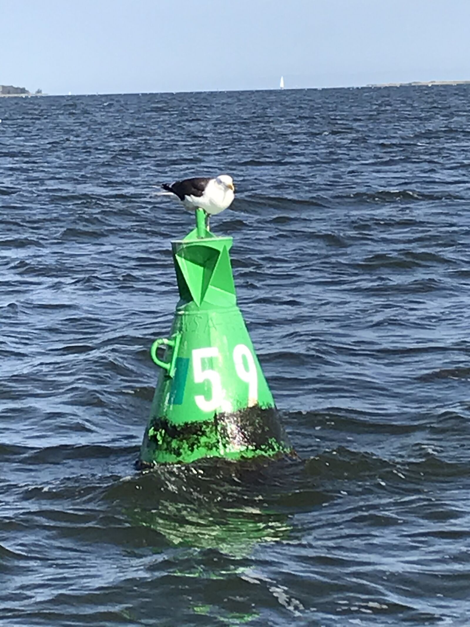 iPhone 7 back camera 3.99mm f/1.8 sample photo. Gull, daymark, sea photography