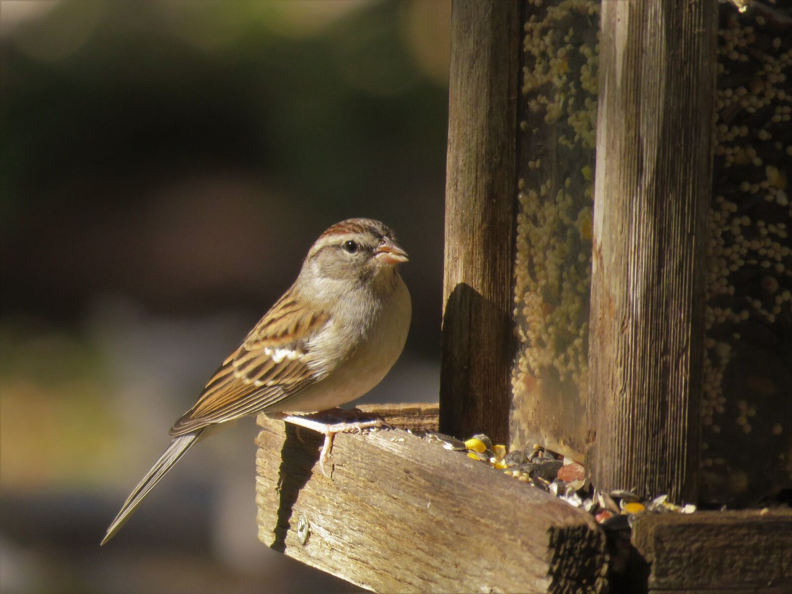 Canon PowerShot SX60 HS sample photo. Bird, brown and gray photography