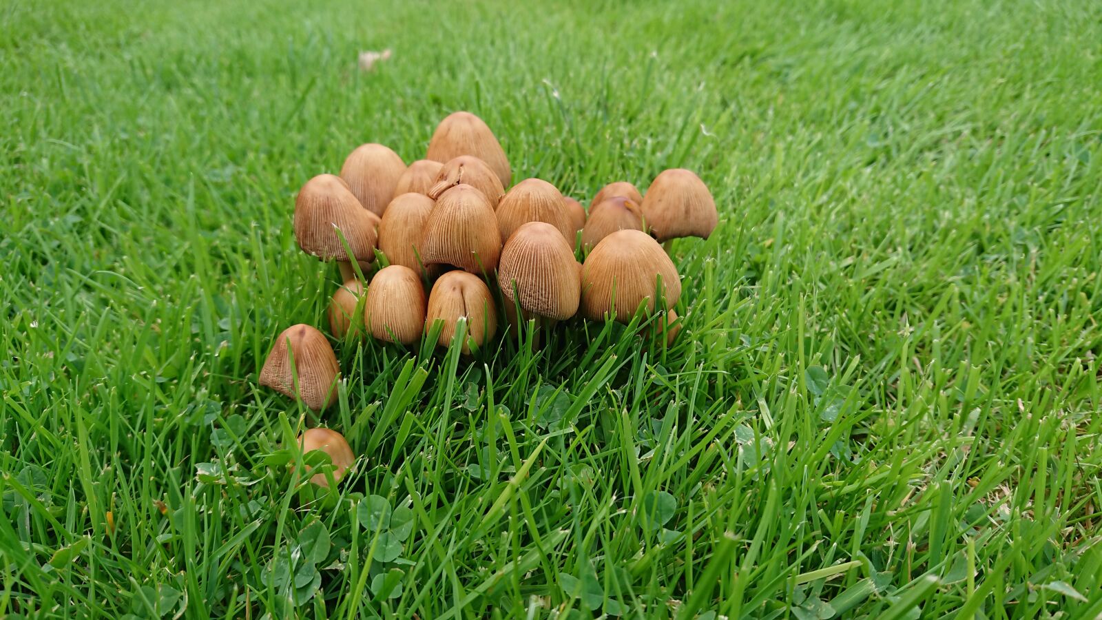 Sony Xperia XZ1 Compact sample photo. Autumn, fall, mushroom photography