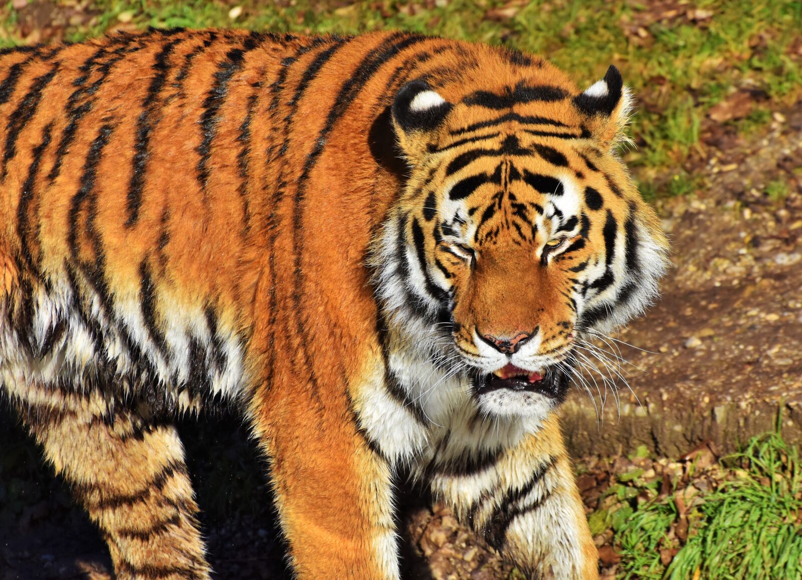 Nikon D7200 sample photo. Tiger, big cat, predator photography