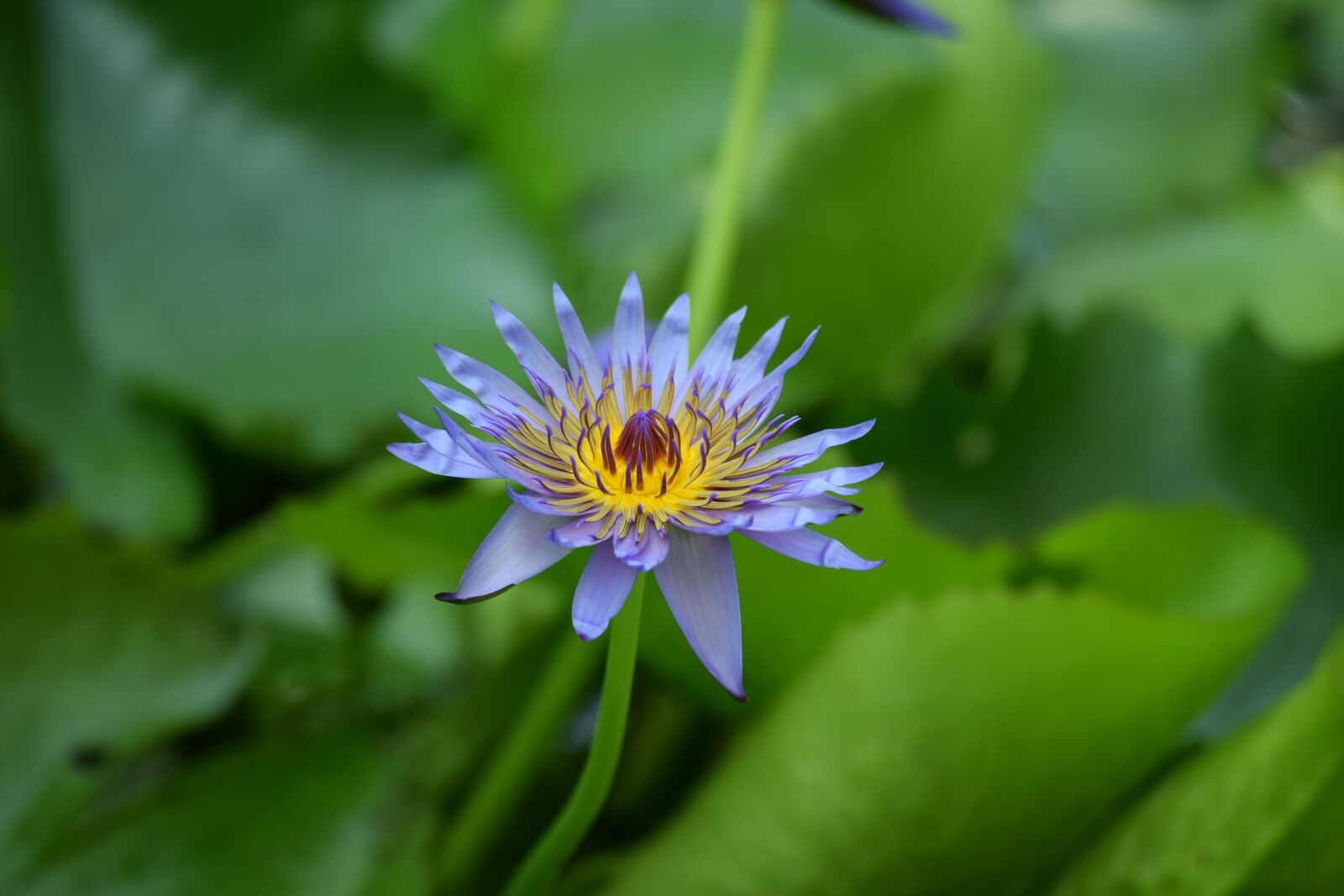 Nikon D3300 sample photo. Water lily, aquatic, flower photography