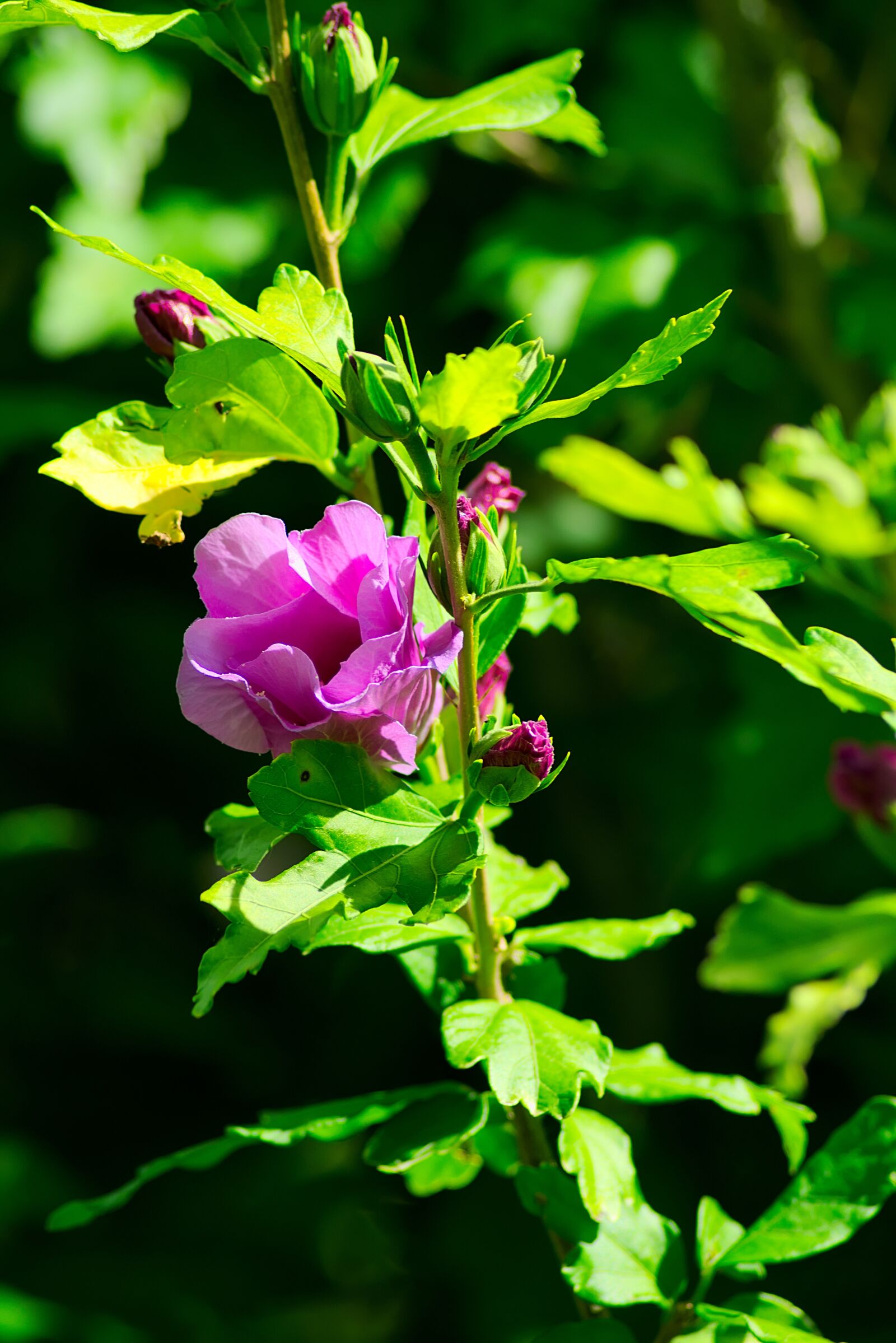 Nikon D3300 sample photo. Mallow, hollyhock flower, bloom photography