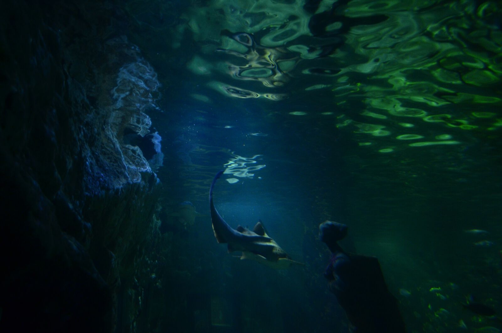 Nikon D7000 sample photo. Aquarium, shark, water photography