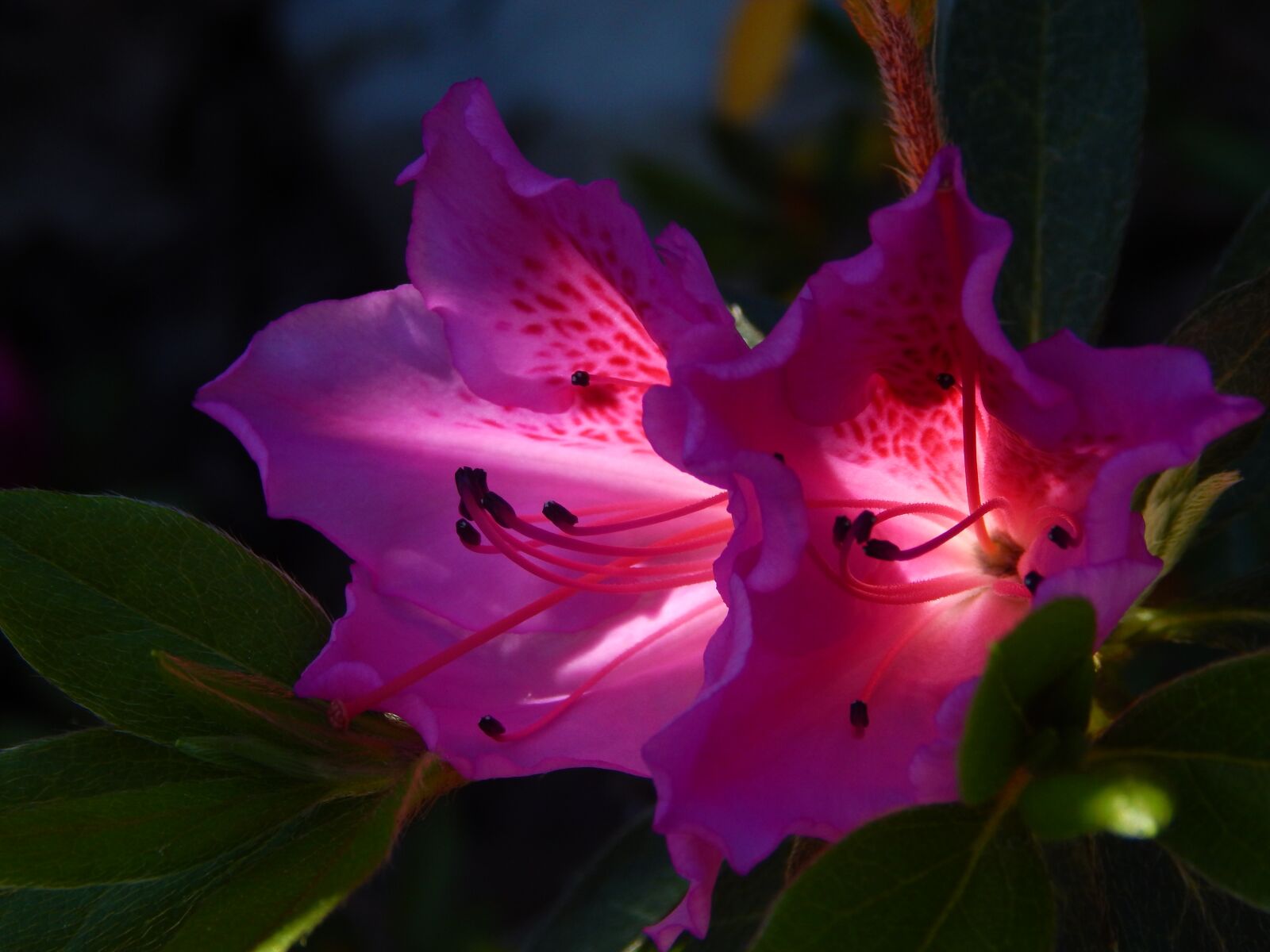 Nikon Coolpix L830 sample photo. Azalea, flower, garden photography