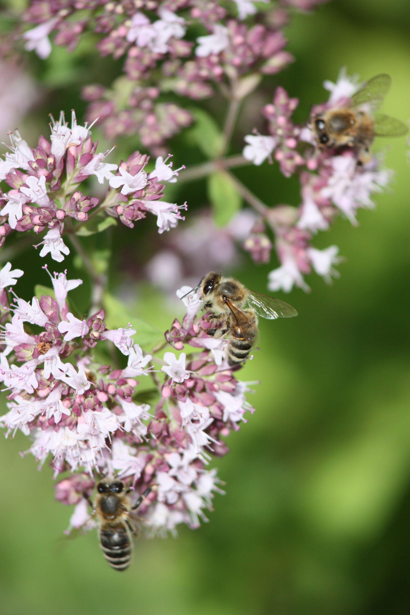 Canon EOS 450D (EOS Rebel XSi / EOS Kiss X2) sample photo. Honey bee, flowers, aromatic photography