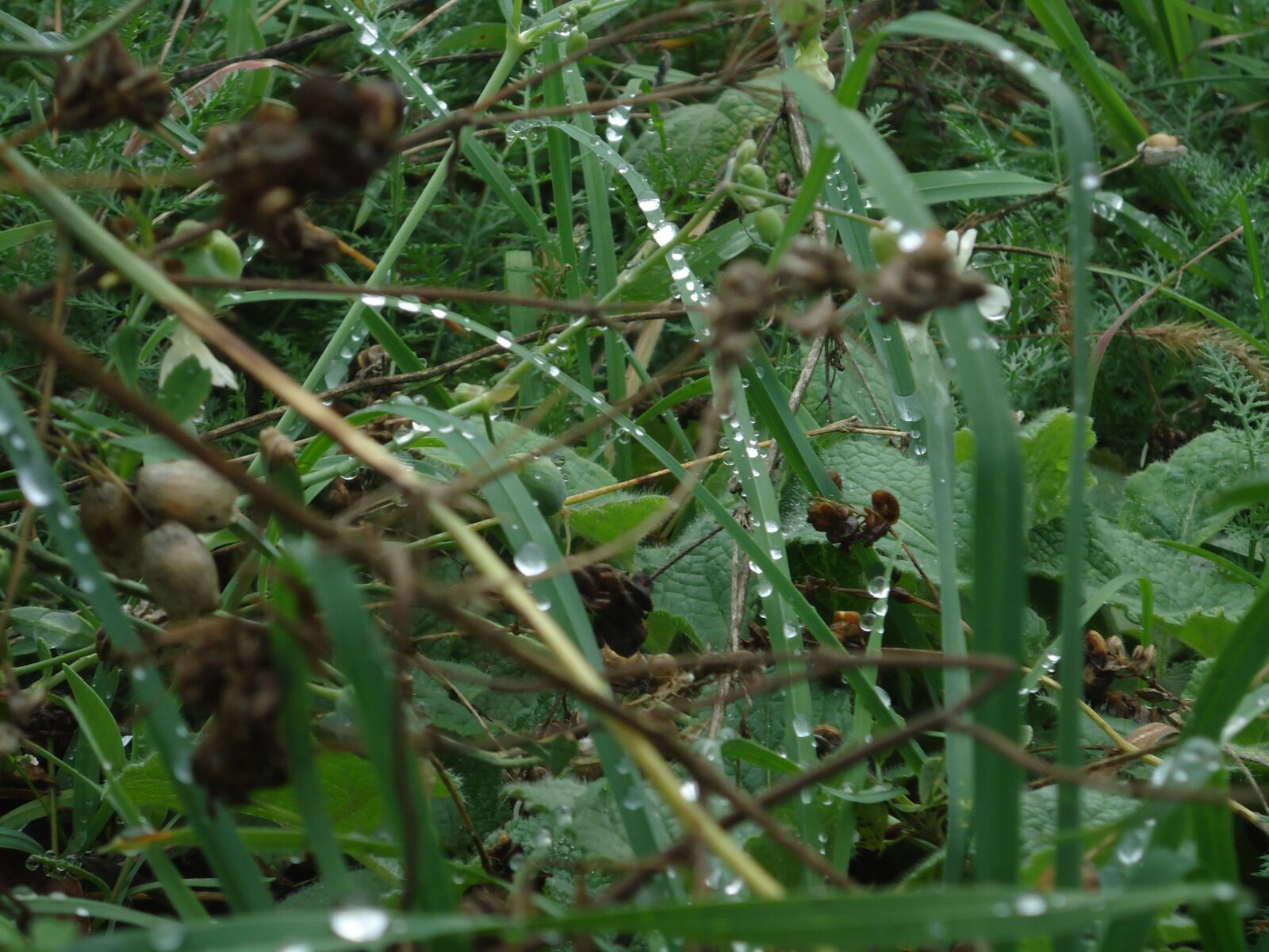 Sony Cyber-shot DSC-W320 sample photo. Nature, grass, green photography
