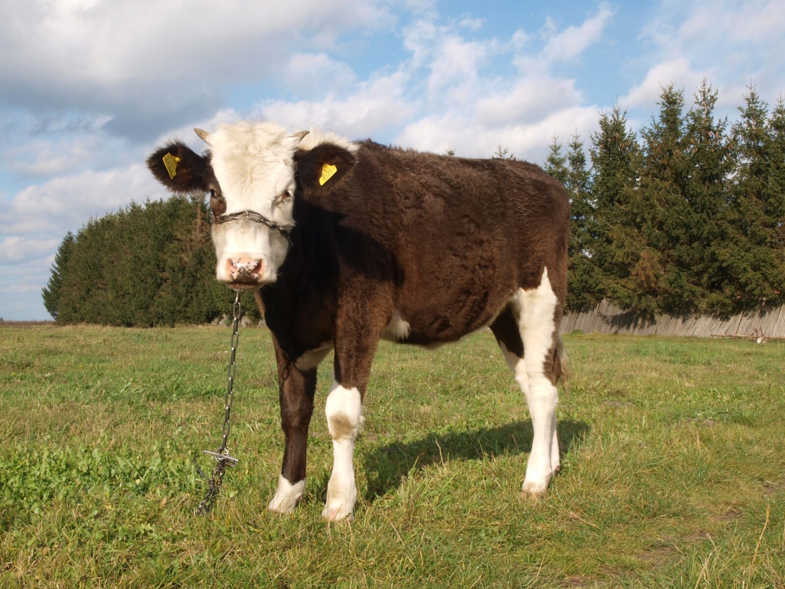 Olympus E-420 (EVOLT E-420) sample photo. The bull in the photography
