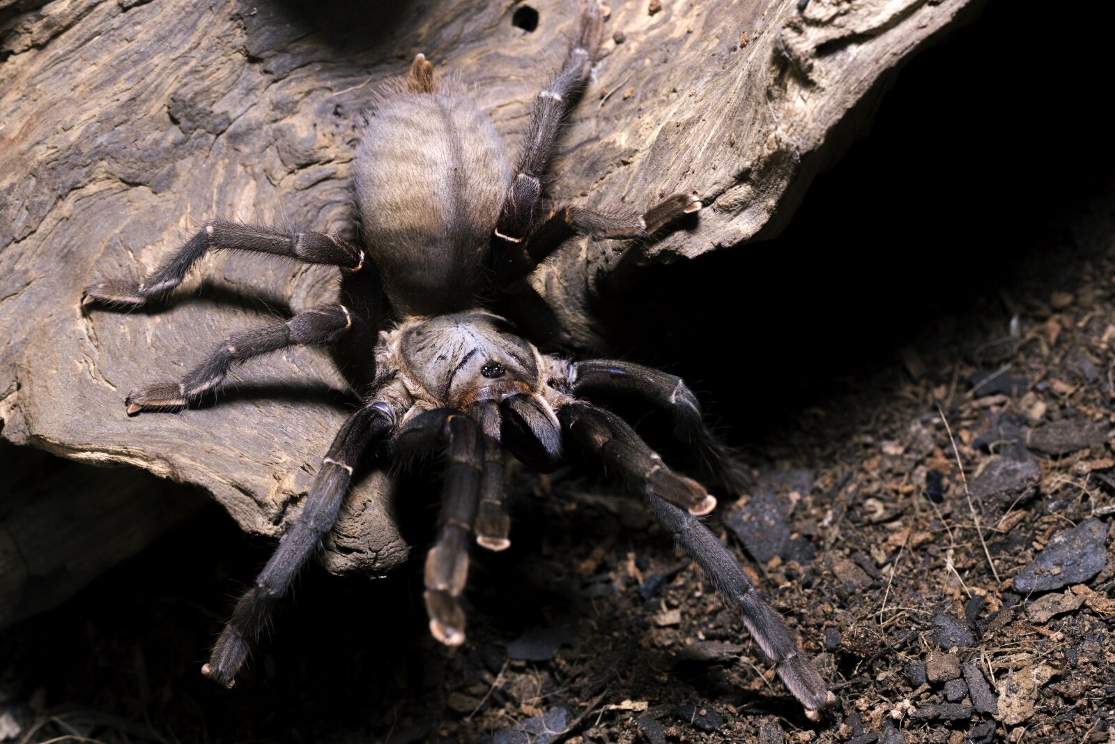 Canon EF 100mm F2.8L Macro IS USM sample photo. Cyriopagopus, minax, thailand black photography