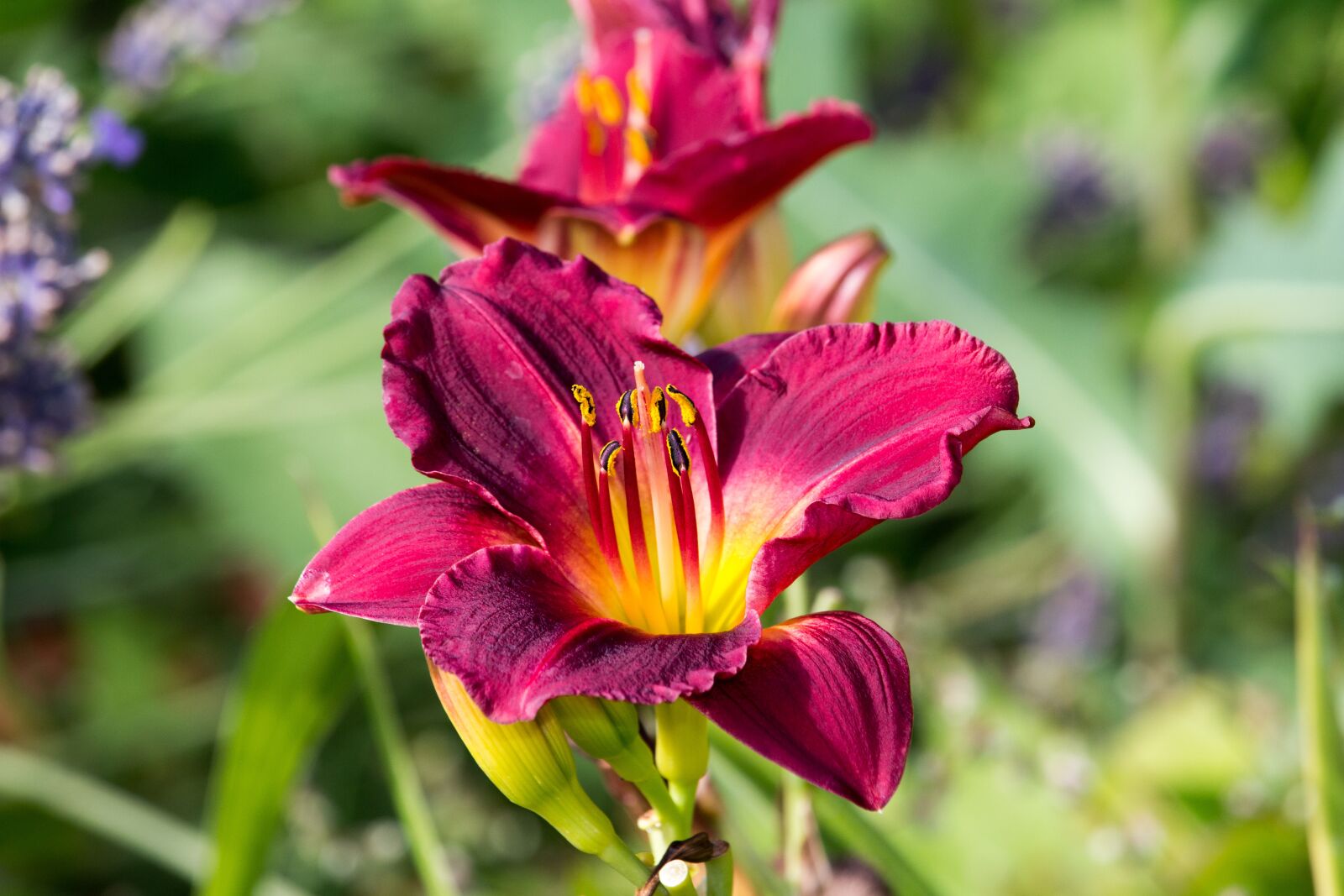 Canon EOS 700D (EOS Rebel T5i / EOS Kiss X7i) sample photo. Vibrant red flower, garden photography
