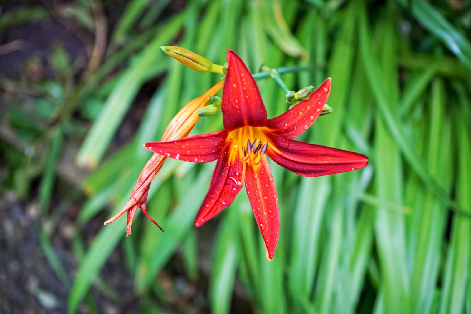 Sony a7 + Sony FE 28-70mm F3.5-5.6 OSS sample photo. Nature, plant, flower photography