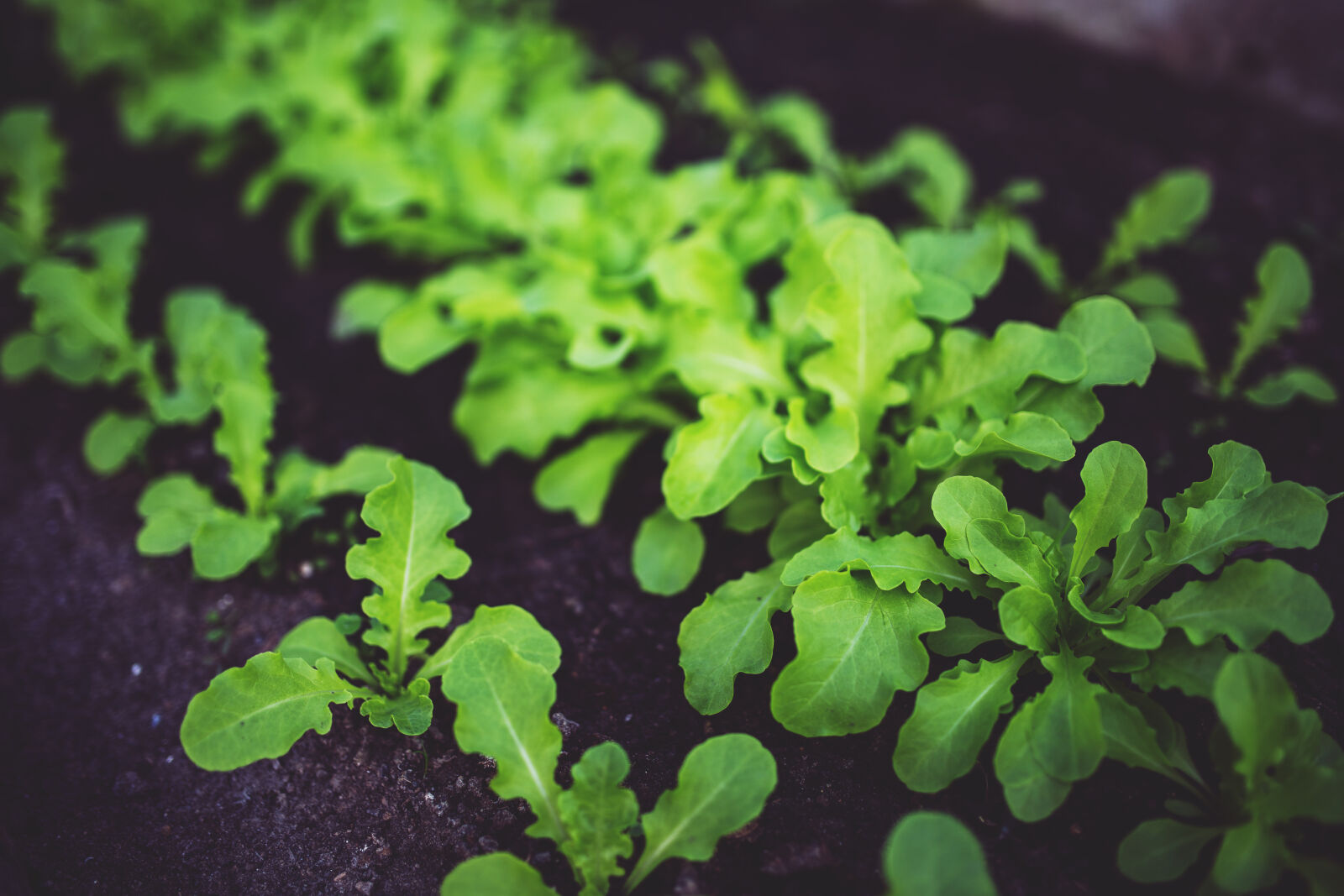 Canon EOS 6D + Sigma 35mm F1.4 DG HSM Art sample photo. Young, salad photography