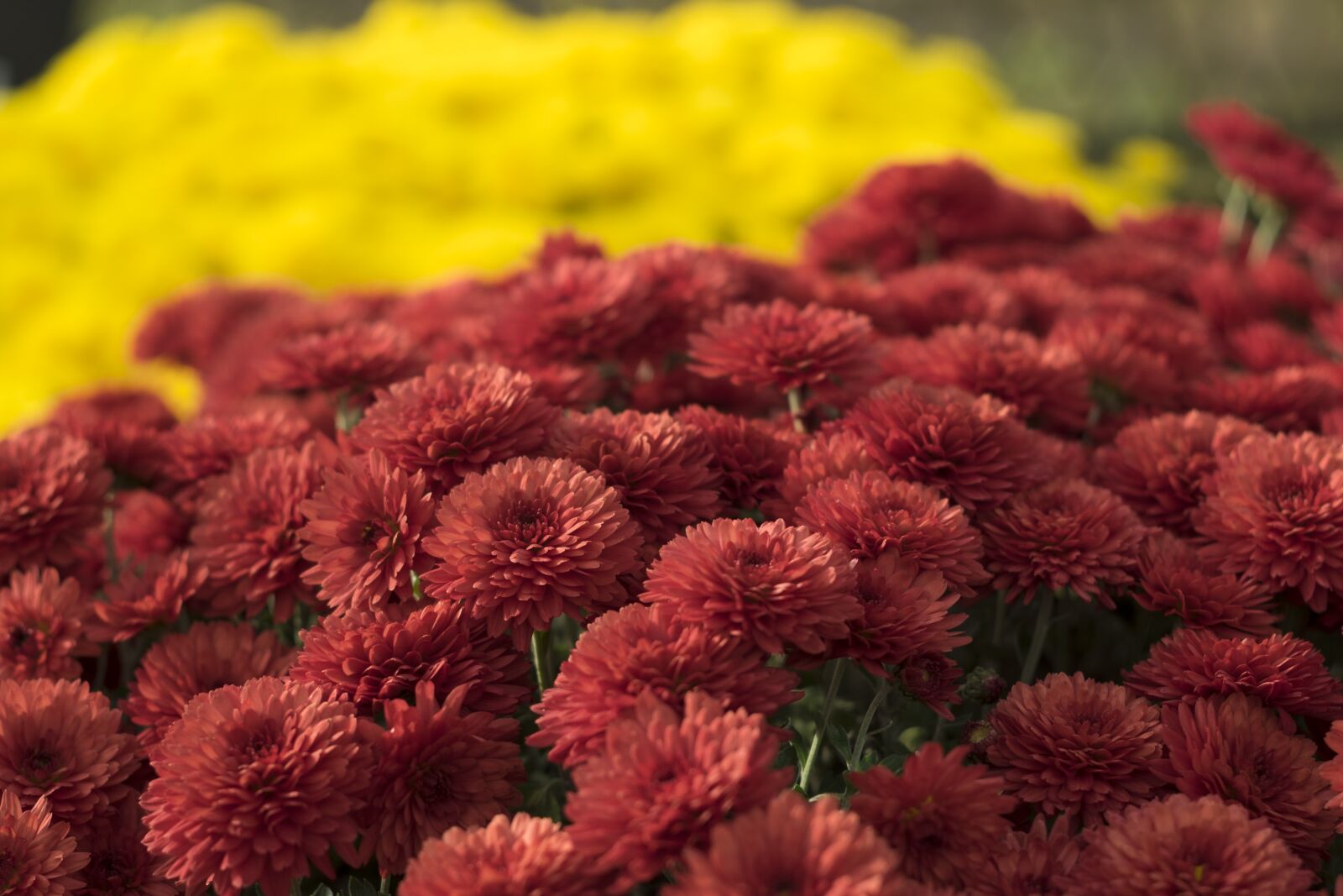 Fujifilm X-T10 sample photo. Flower, chrysanthemum, nature photography
