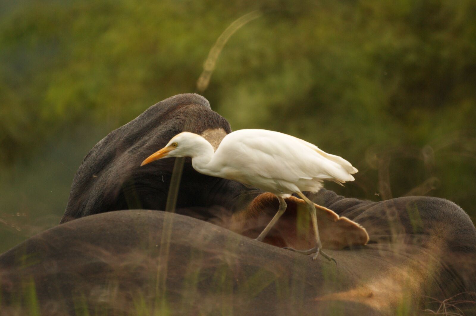 Sony Alpha DSLR-A390 sample photo. Birds, nature, quindio photography