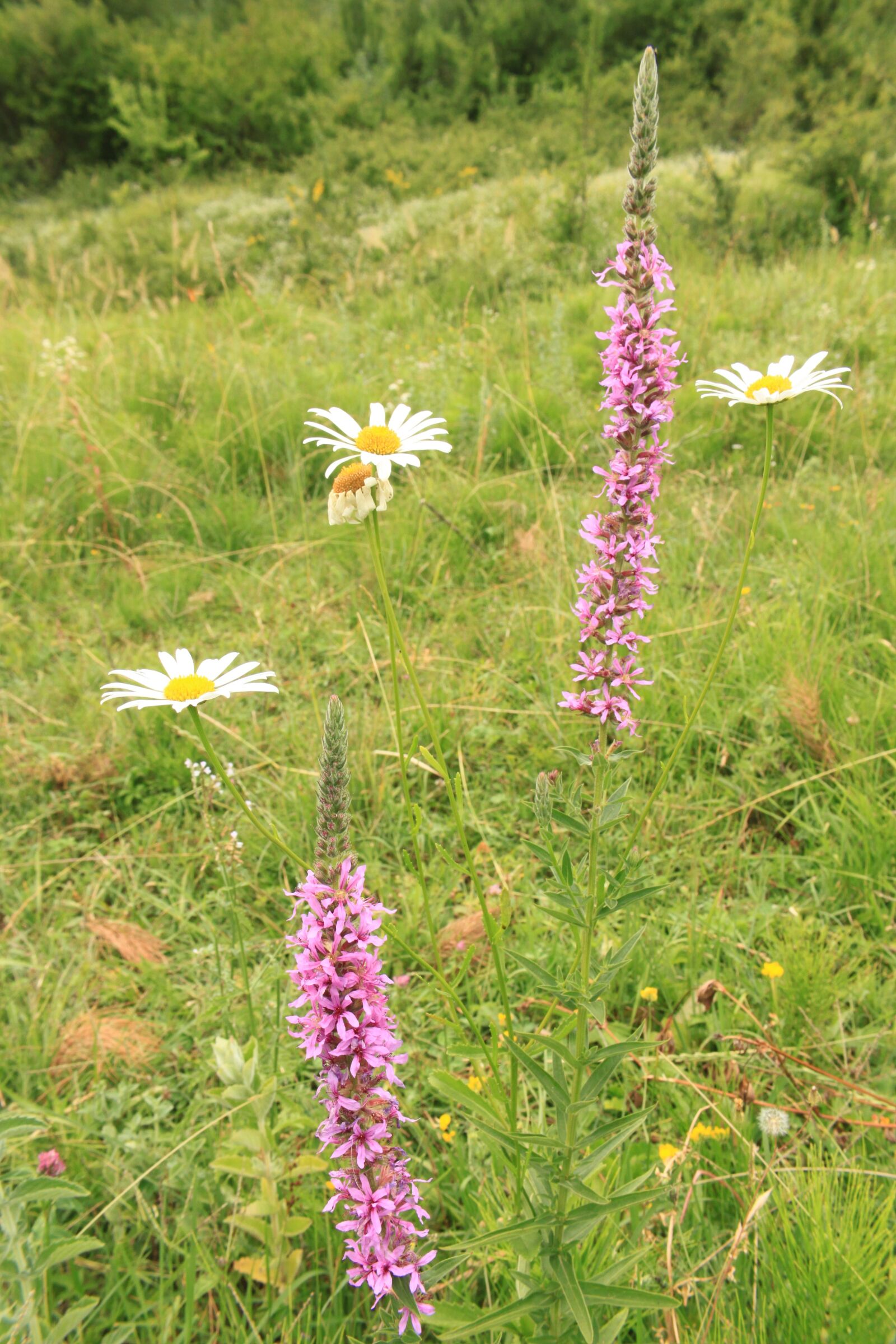 Canon EOS 500D (EOS Rebel T1i / EOS Kiss X3) sample photo. Flowers, herbs, loosestrife photography