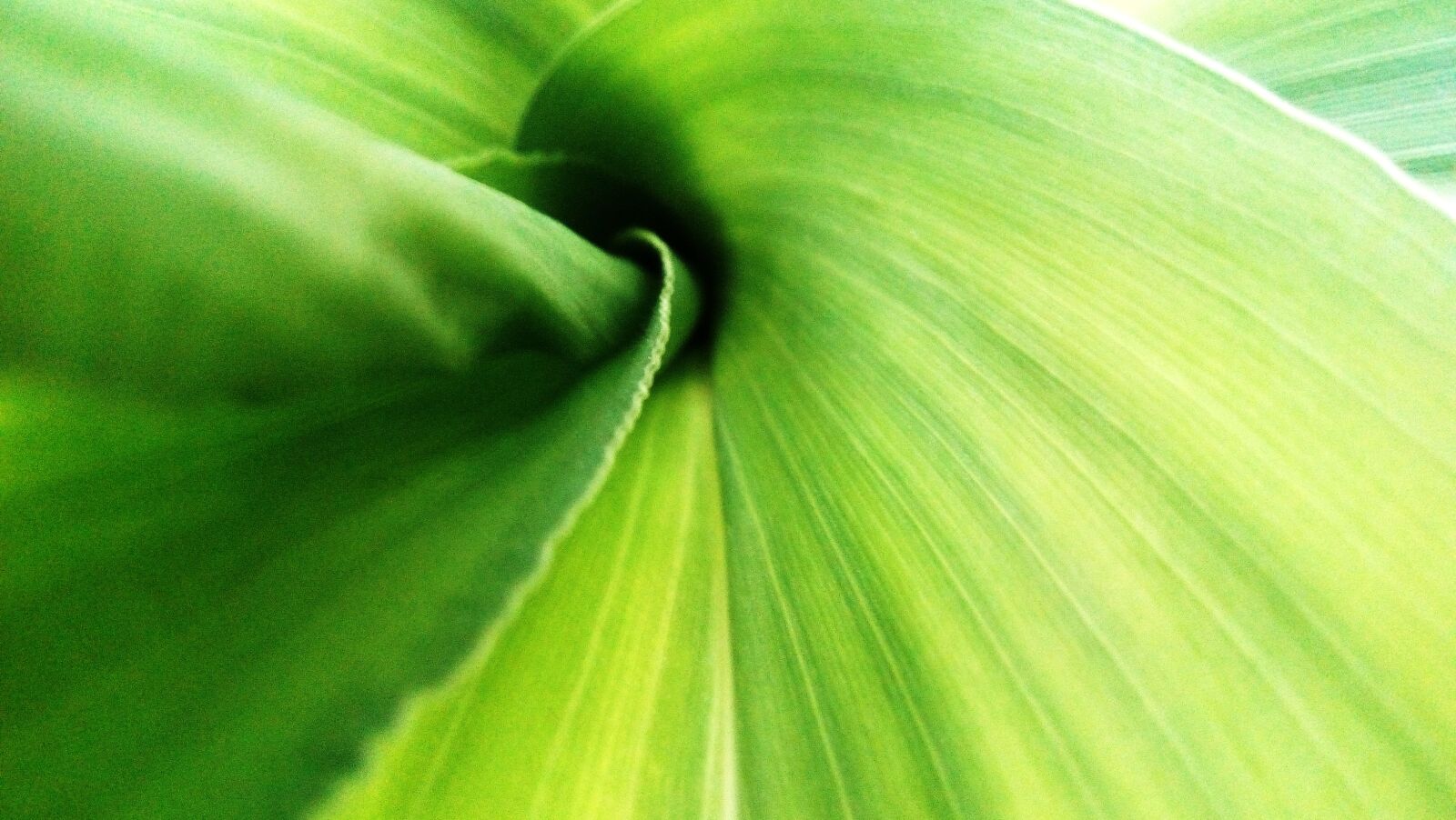 HUAWEI Y6 PRO sample photo. Plants, close up, pattern photography
