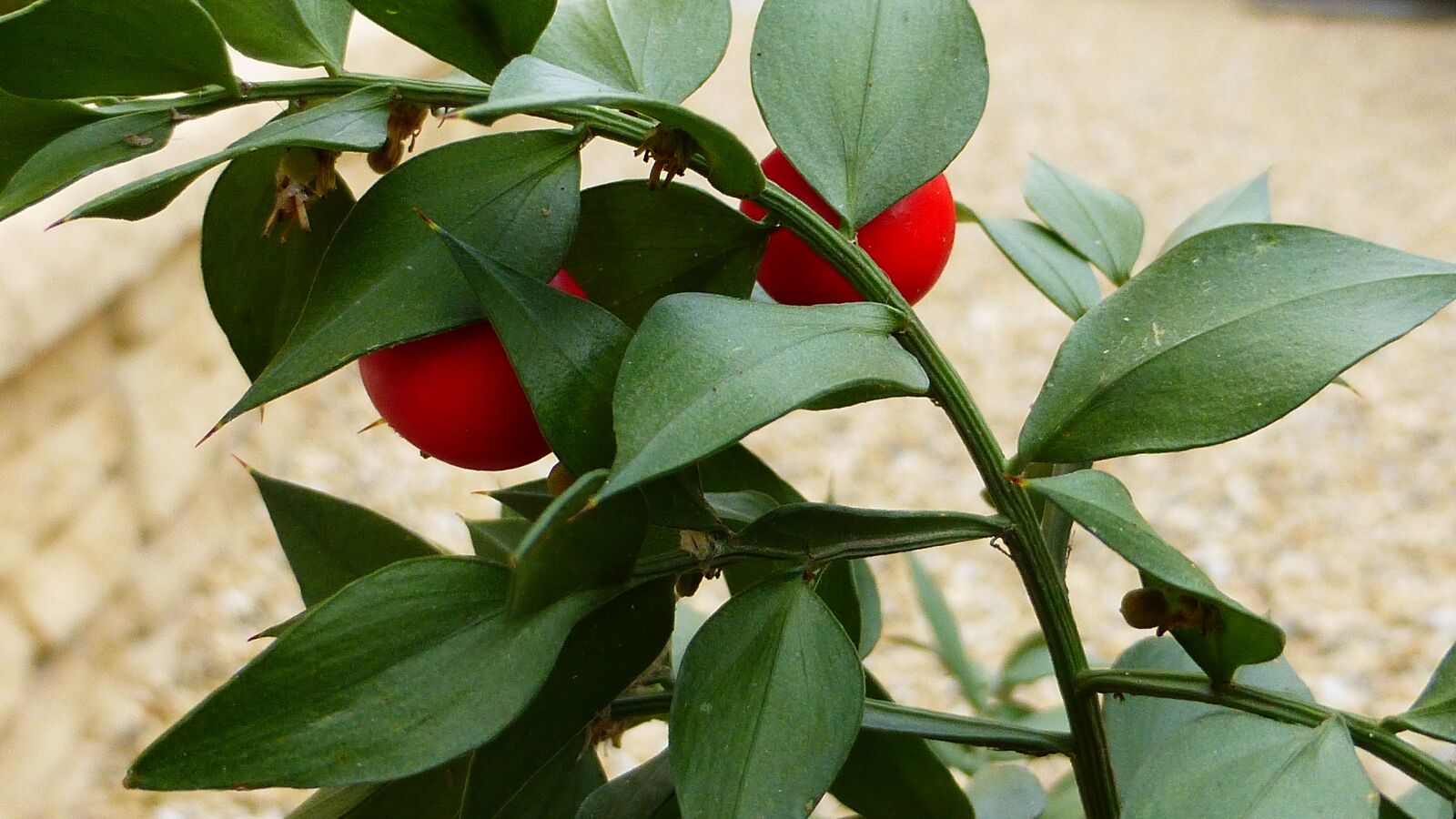 Panasonic Lumix DMC-ZS25 (Lumix DMC-TZ35) sample photo. Leaf, nature, plant photography