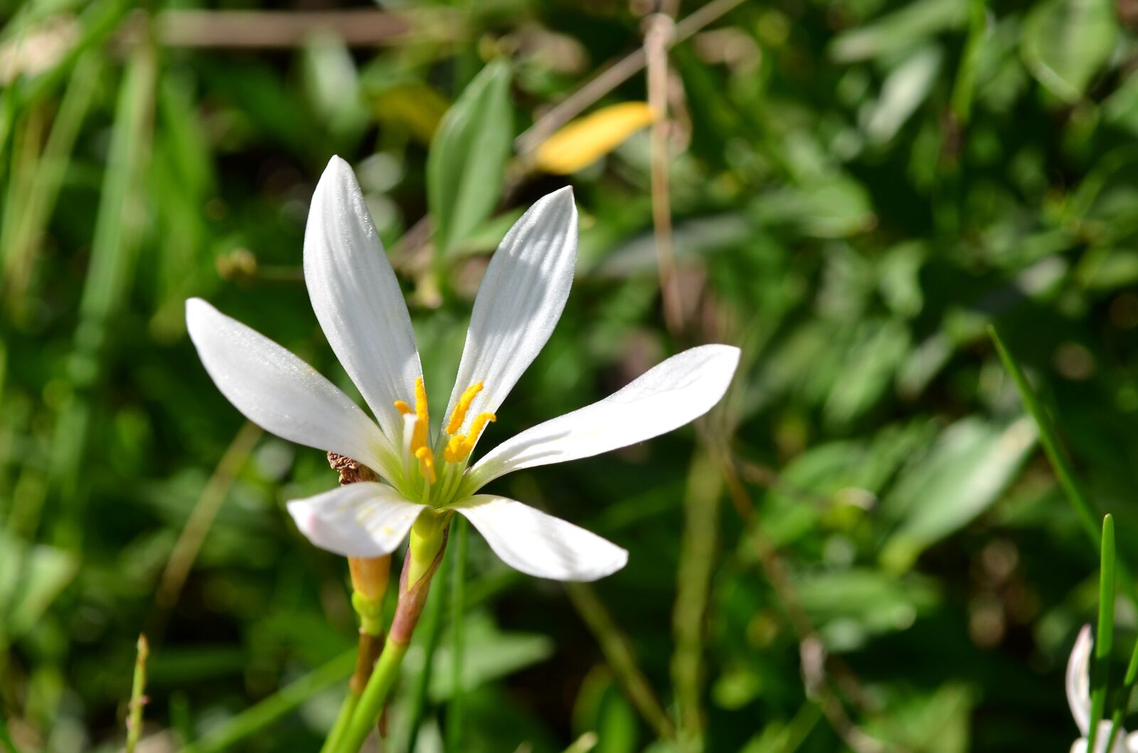Nikon D7000 sample photo. Flower, orchid, white flowers photography