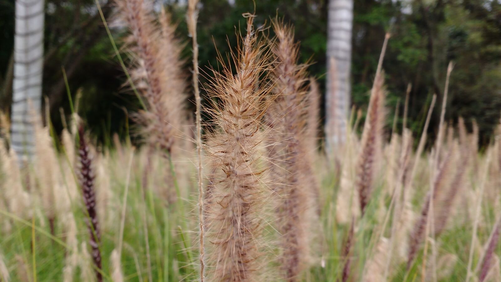 Motorola MotoG3 sample photo. Spikes, garden photography