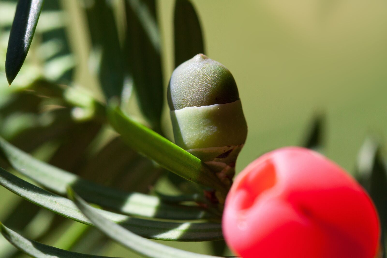 Canon EOS 50D sample photo. Yew, taxus, plant photography