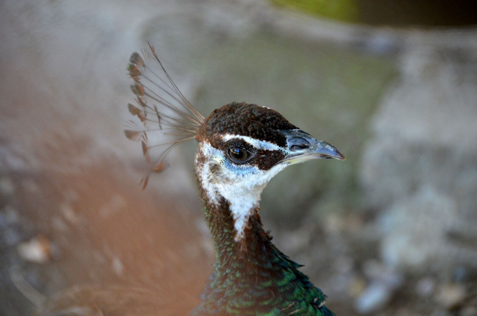 Nikon D7000 sample photo. Peacock, fauna, bird photography