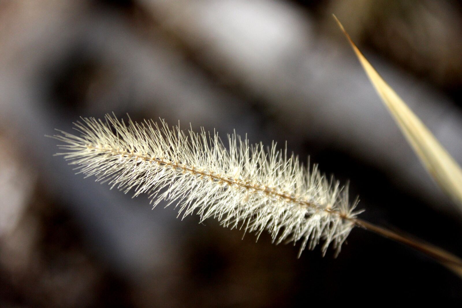f/3.5-5.6 IS sample photo. Dried grass, seed, summer photography