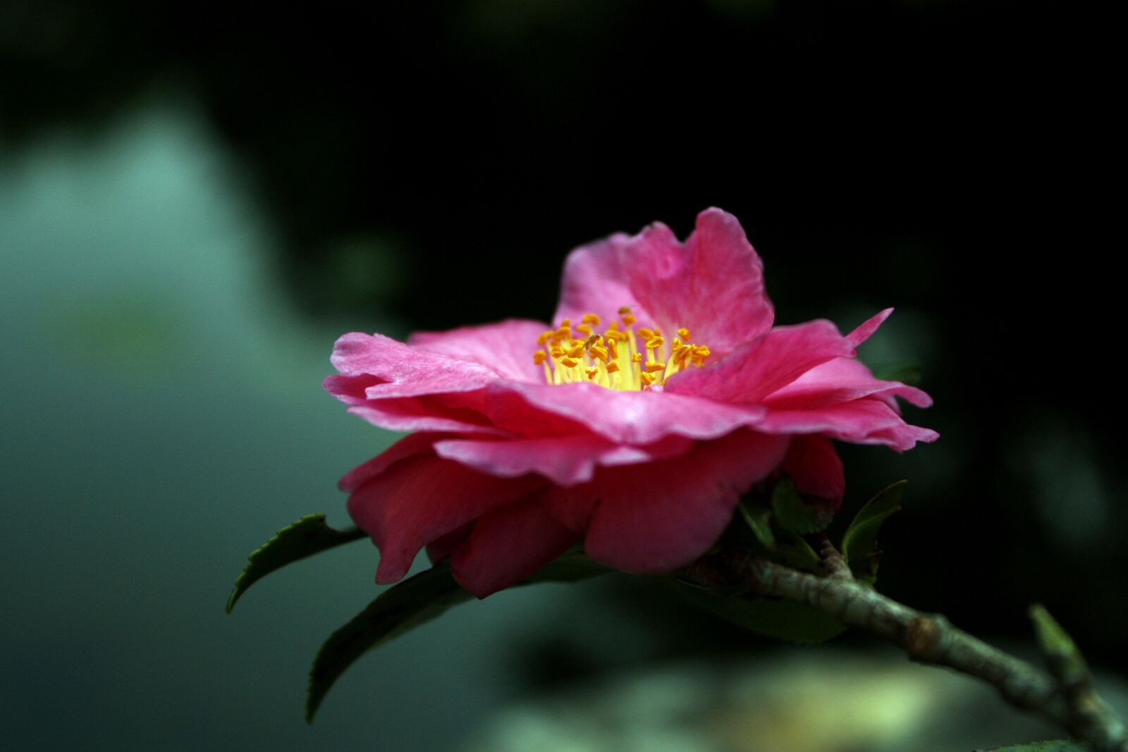 Canon EOS 450D (EOS Rebel XSi / EOS Kiss X2) sample photo. Camellia, peach-red color, powder photography