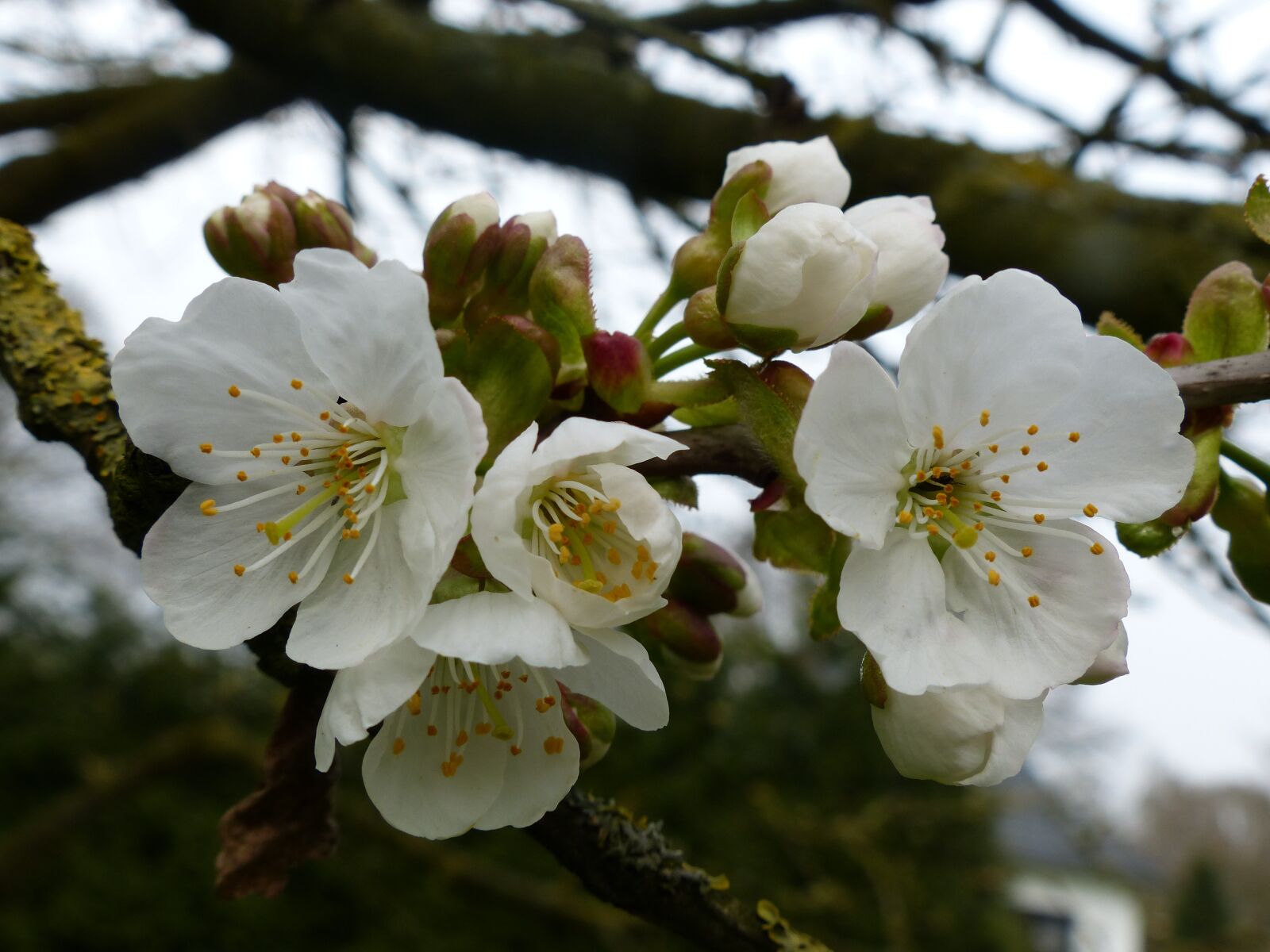 Panasonic Lumix DMC-FZ200 sample photo. Cherry, tree, spring photography