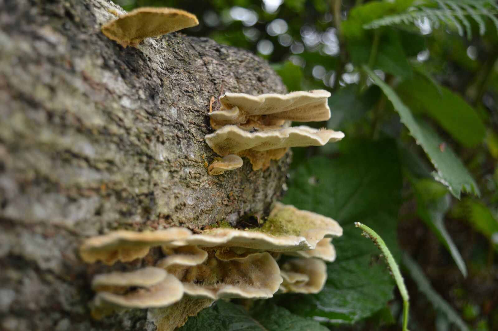 Nikon D3200 sample photo. Tree trunk, dead, trunk photography