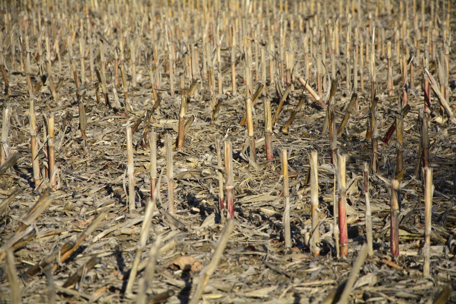 Nikon D7100 sample photo. Cornfield, autumn, harvested photography