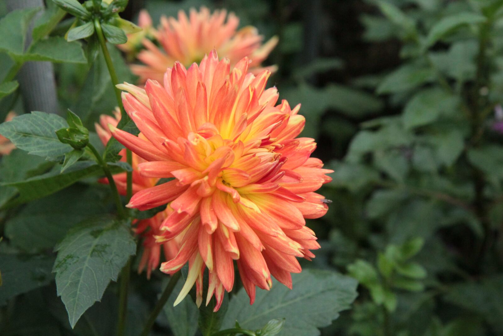 Canon EOS 600D (Rebel EOS T3i / EOS Kiss X5) sample photo. Dahlia, dahlia orange, dahlia photography
