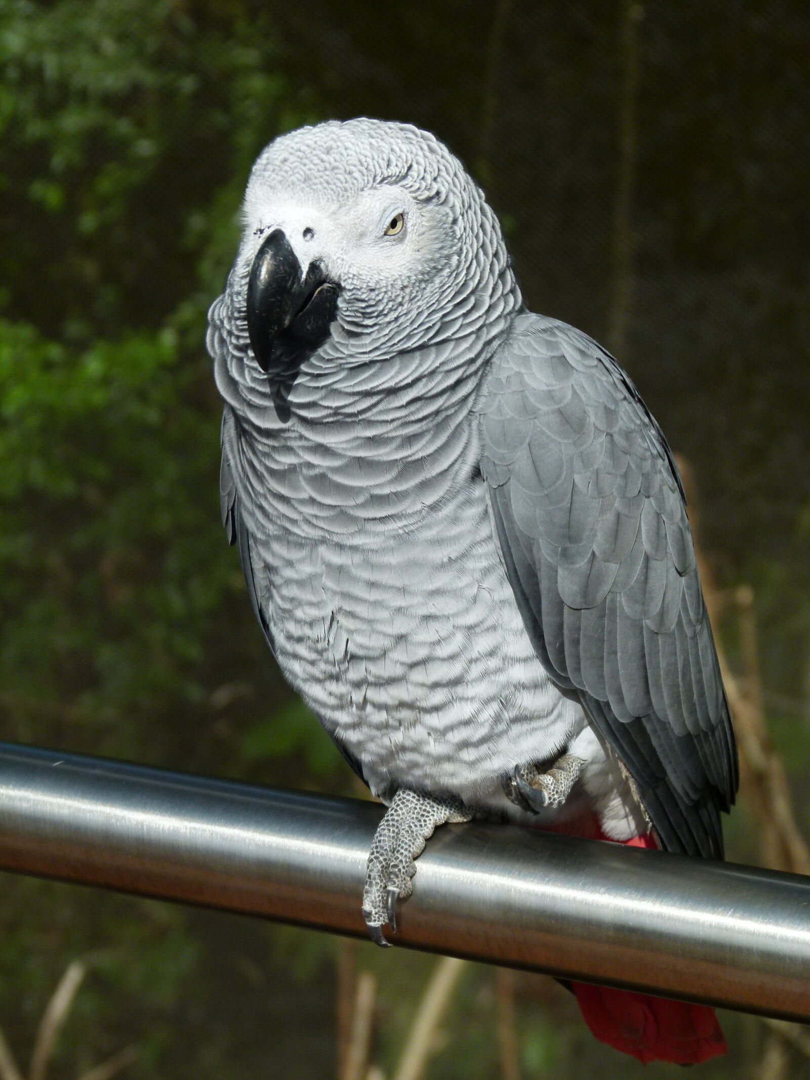 Leica V-Lux 2 sample photo. Gray, parrot photography