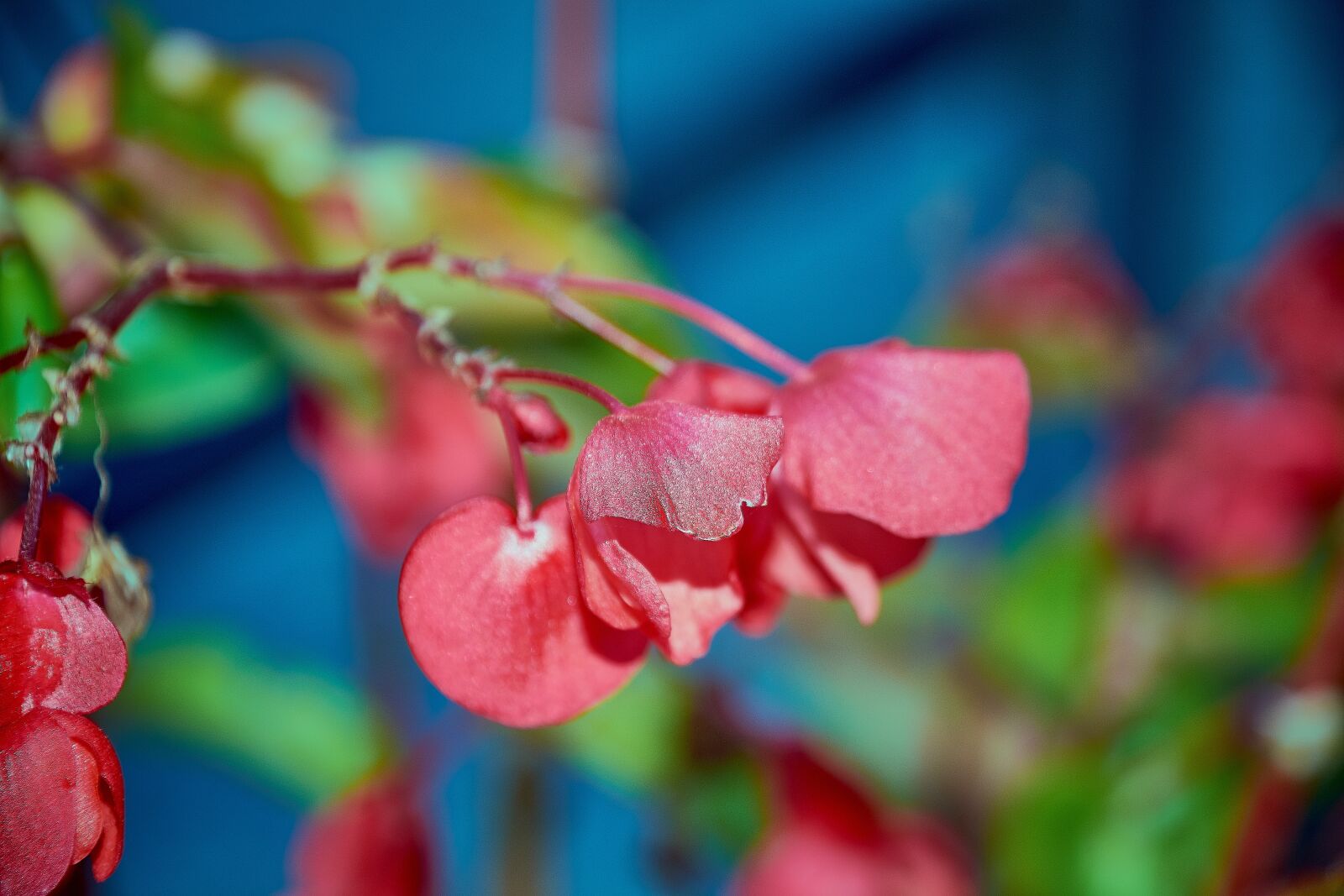 Nikon D7200 sample photo. Flower, garden, red photography