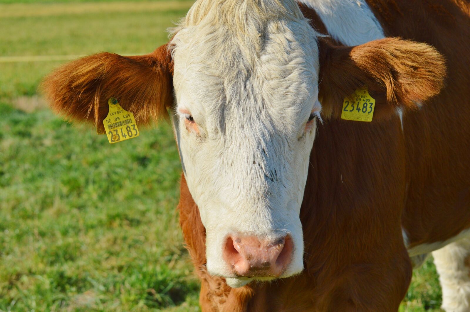 Nikon D3200 sample photo. Cow, animal, beef photography