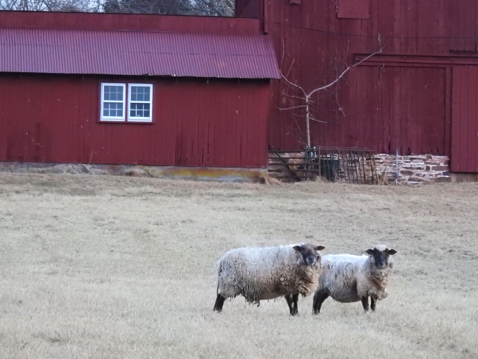 Nikon Coolpix P900 sample photo. Sheep, farm, livestock photography