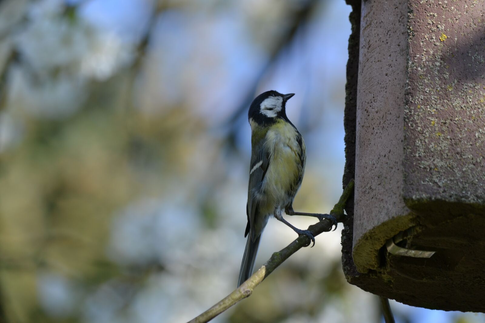 Nikon D3100 sample photo. Bird, tit, blue tit photography