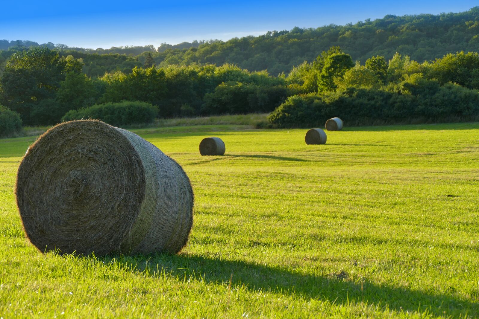 Panasonic Lumix DMC-FZ1000 sample photo. Meadow, landscape, agriculture photography