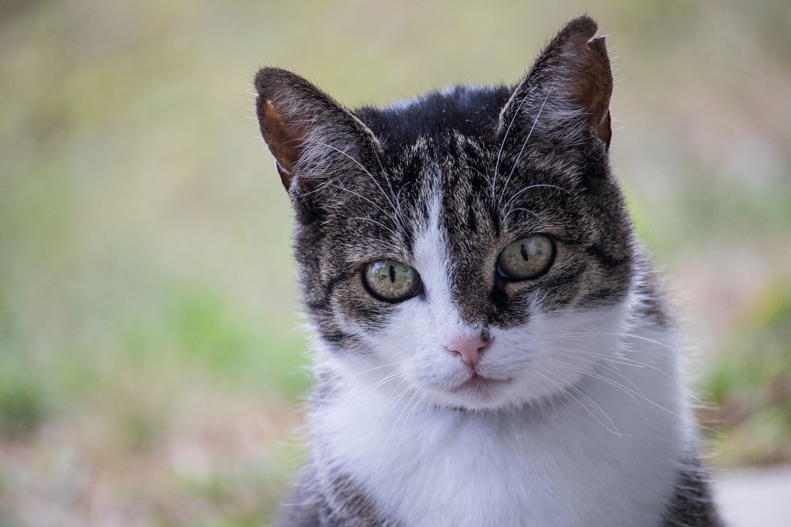 Canon EF-S 55-250mm F4-5.6 IS STM sample photo. Cat, domestic cat, animal photography